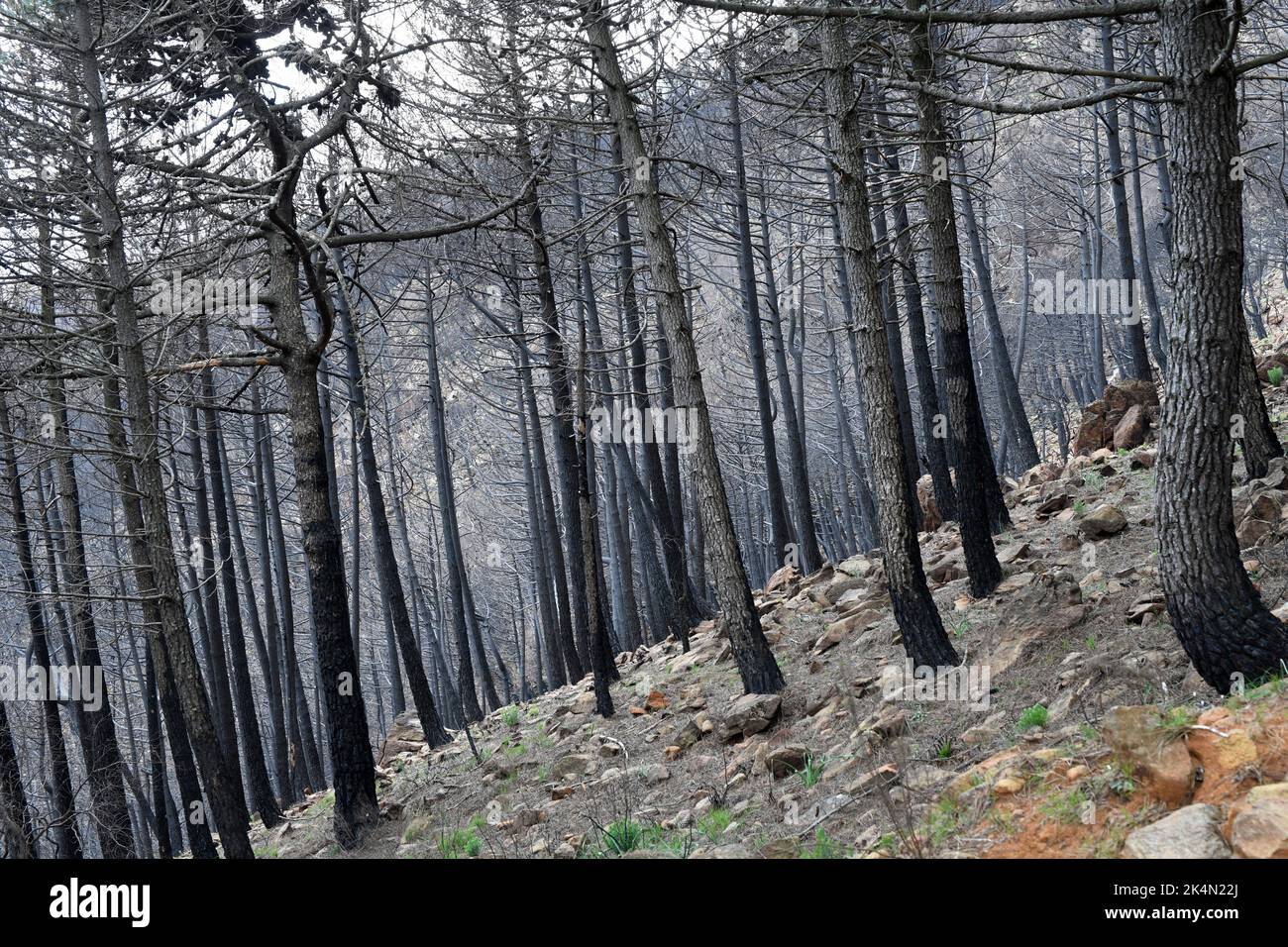 Sierra Bermeja, settembre 2. 021 incendio nella foresta. Málaga, Andalusia, Spagna. Foto Stock
