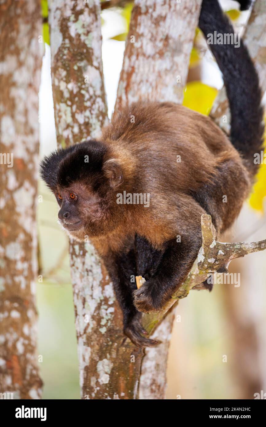 La scimmia dei Cappuccini (Cebus libidinosus) è una scimmia di commi del Rio Doce Estate Park, Minas Gerais, Brasile Foto Stock