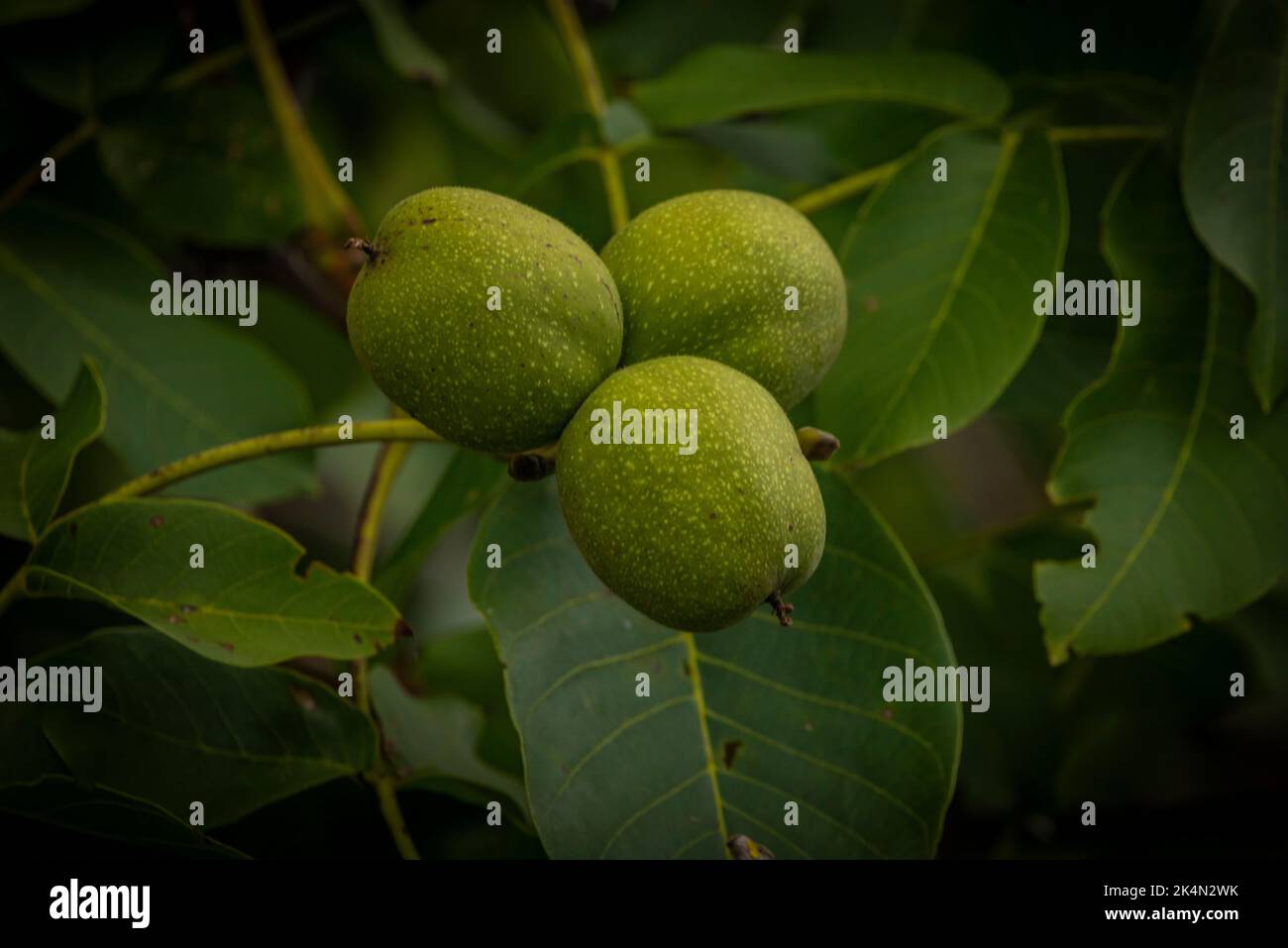 Noce con foglie verdi in giorno fresco nuvoloso scuro su albero Foto Stock