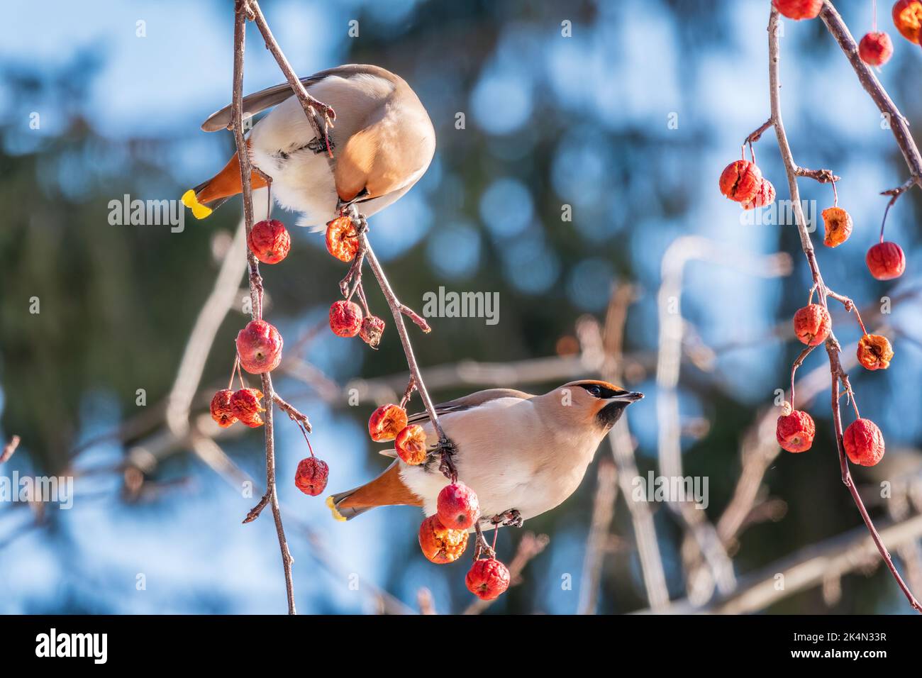 waxwing bohémien seduto su un albero di mele selvatico in inverno o in primavera. Il waxwing, un bellissimo uccello tufted mangia mele rosse selvatiche in inverno. Selvaggio Foto Stock