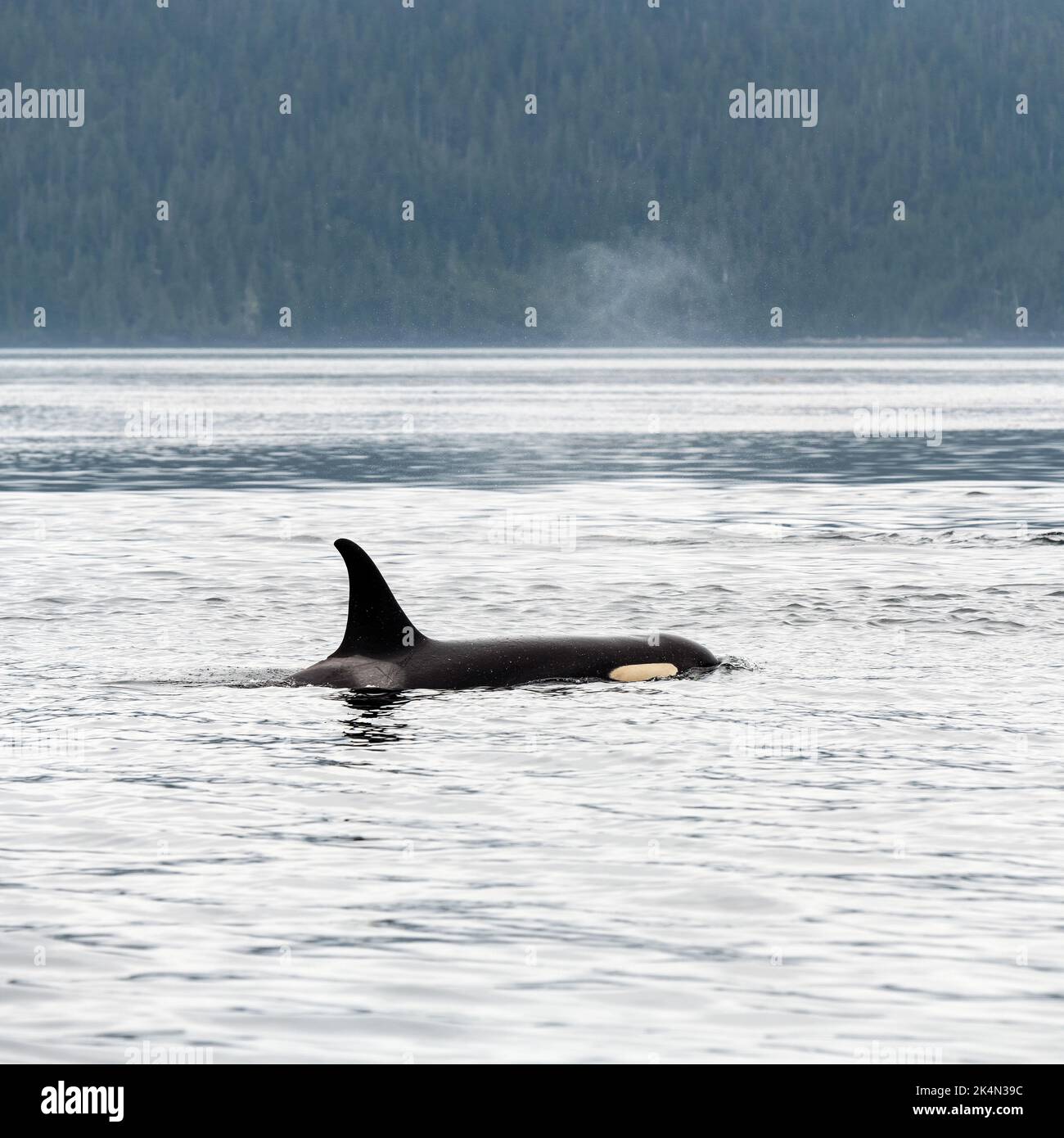 Orca o balena killer (Orcinus orca) espirando aria, Telegraph Cove, Vancouver Island, British Columbia, Canada. Foto Stock