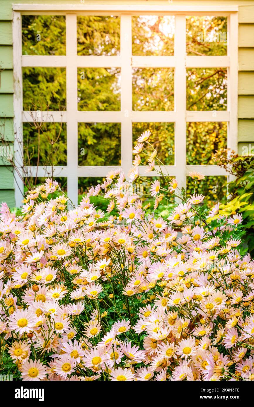Fioritura margherite rosa in Lexington Arboretum in autunno Foto Stock