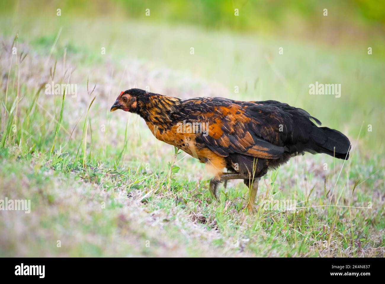 Libera gamma biologica primavera giovane pollo fallo alimentare all'aperto roaming sano Foto Stock