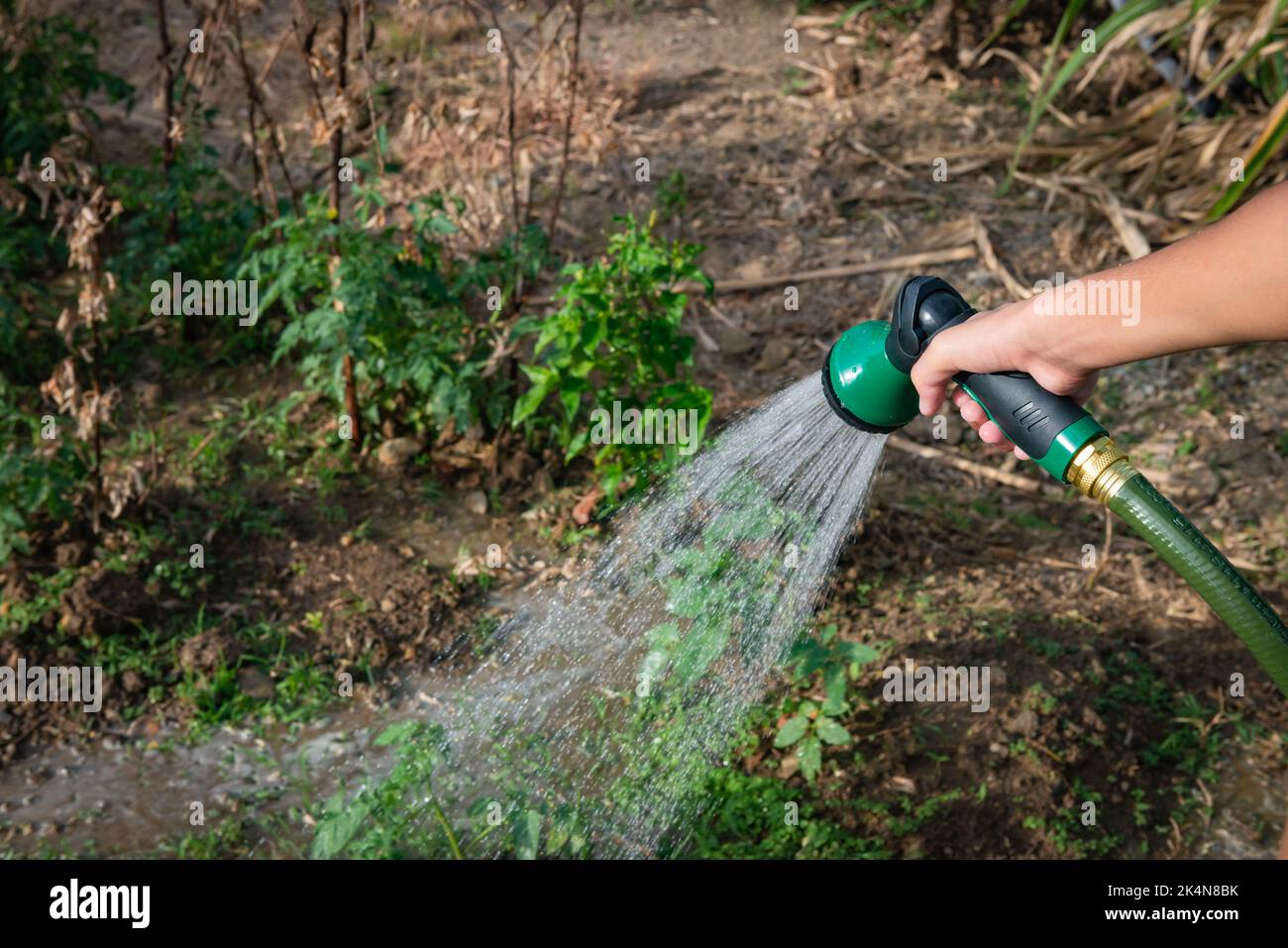 Giardiniere irrigazione piante giardino assegnazione spruzzare acqua doccia tubo flessibile Foto Stock