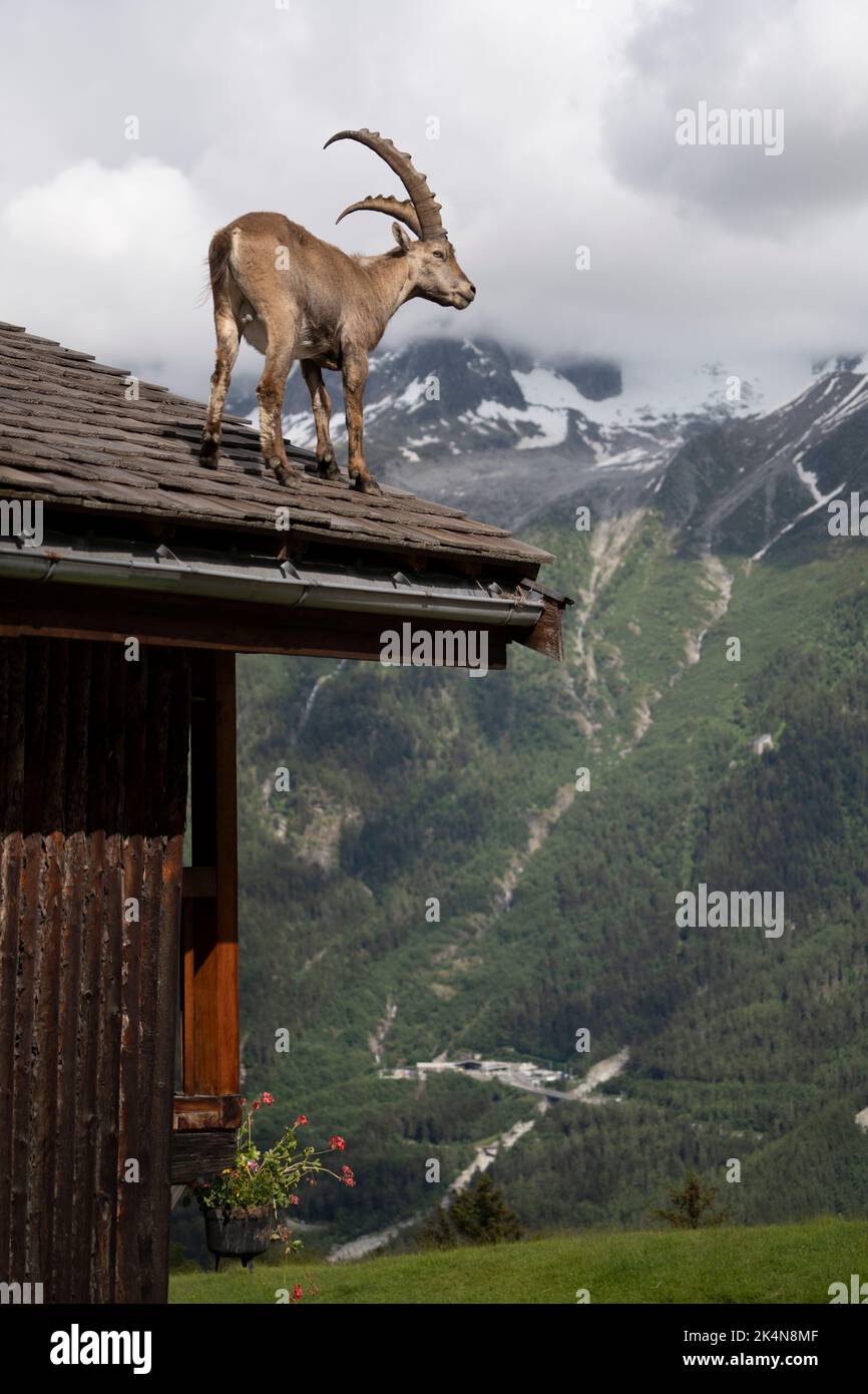 uno stambecco si erge sul tetto di uno chalet Foto Stock