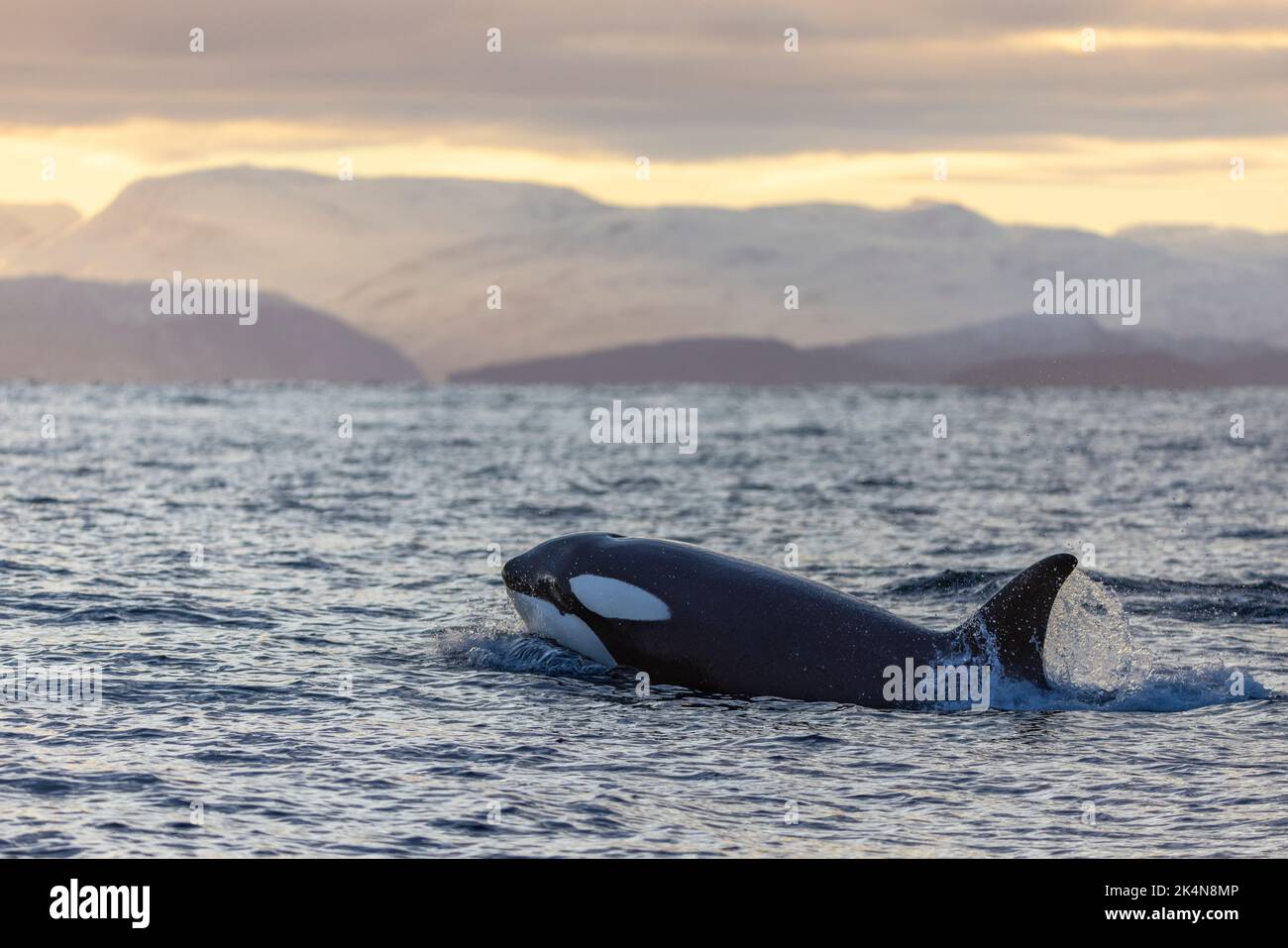 una balena assassino nuota alla luce del tramonto Foto Stock