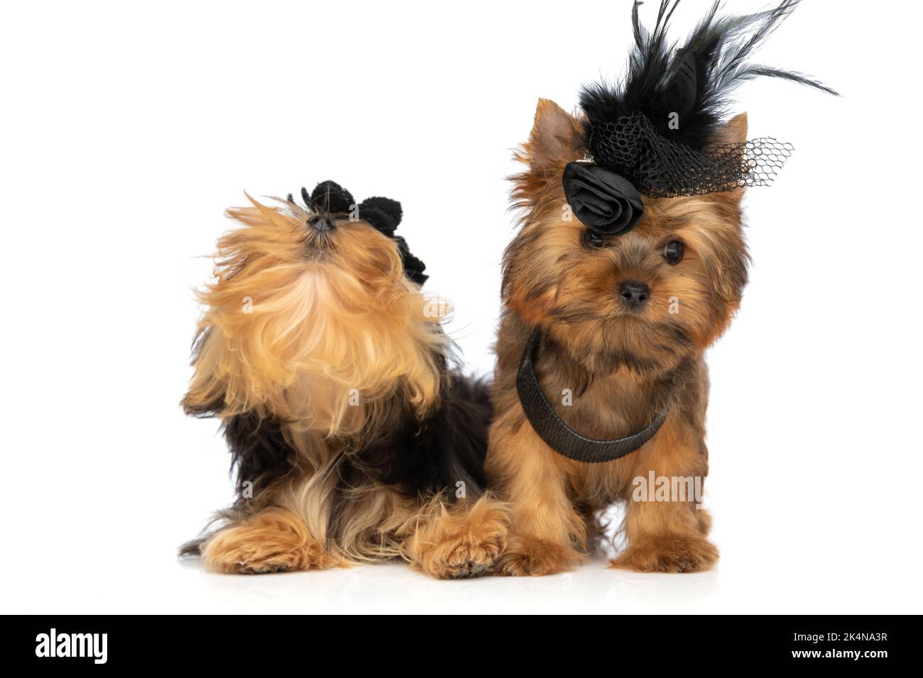 due piccoli cani del corriere dello yorkshire che indossano cappelli e collari neri e che guardano su sfondo bianco dello studio Foto Stock
