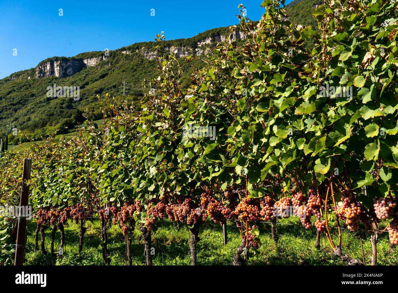 Weinanbau, im Etschtal, beim Ort Tramin an der Weinstraße, Südtirol, großflächige Anbauflächen von Gewürztraminer Trauben, Italien, Foto Stock