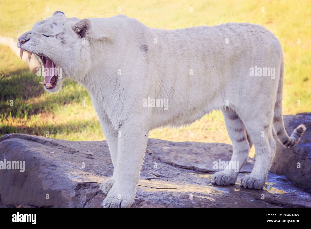 Rara tigre bianca Foto Stock