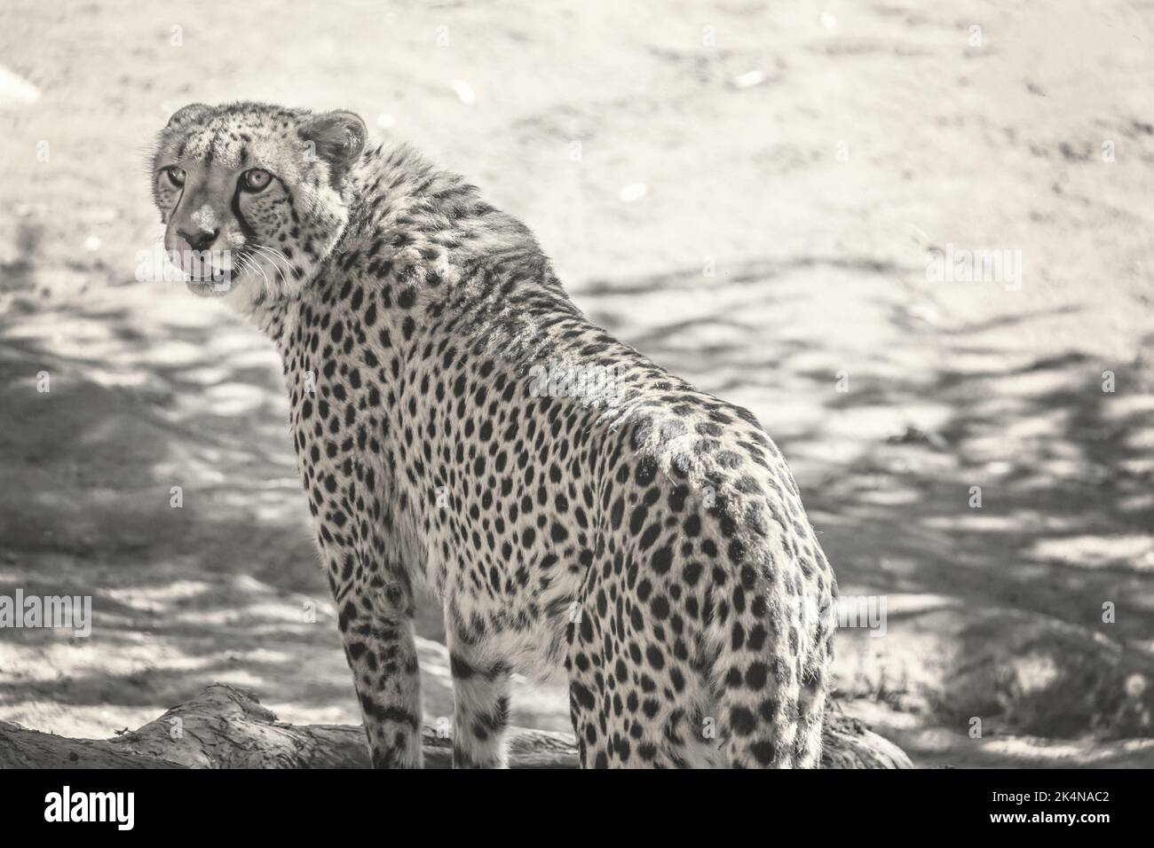 Cheetah nel selvaggio Foto Stock