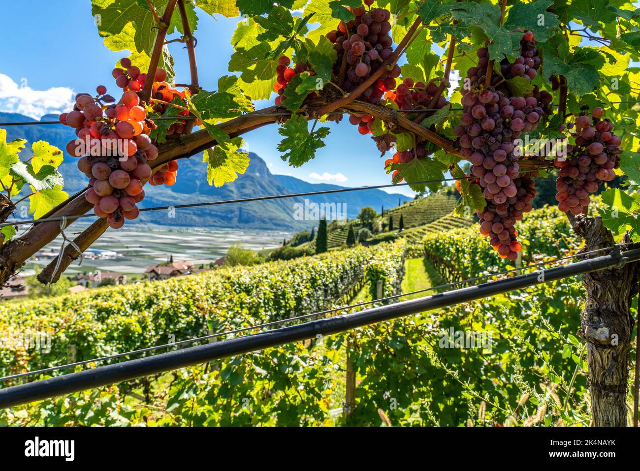 Weinanbau, im Etschtal, beim Ort Termeno an der Weinstraße, Blick aus den Weinbergen auf den Ort, Südtirol, Italien, Foto Stock