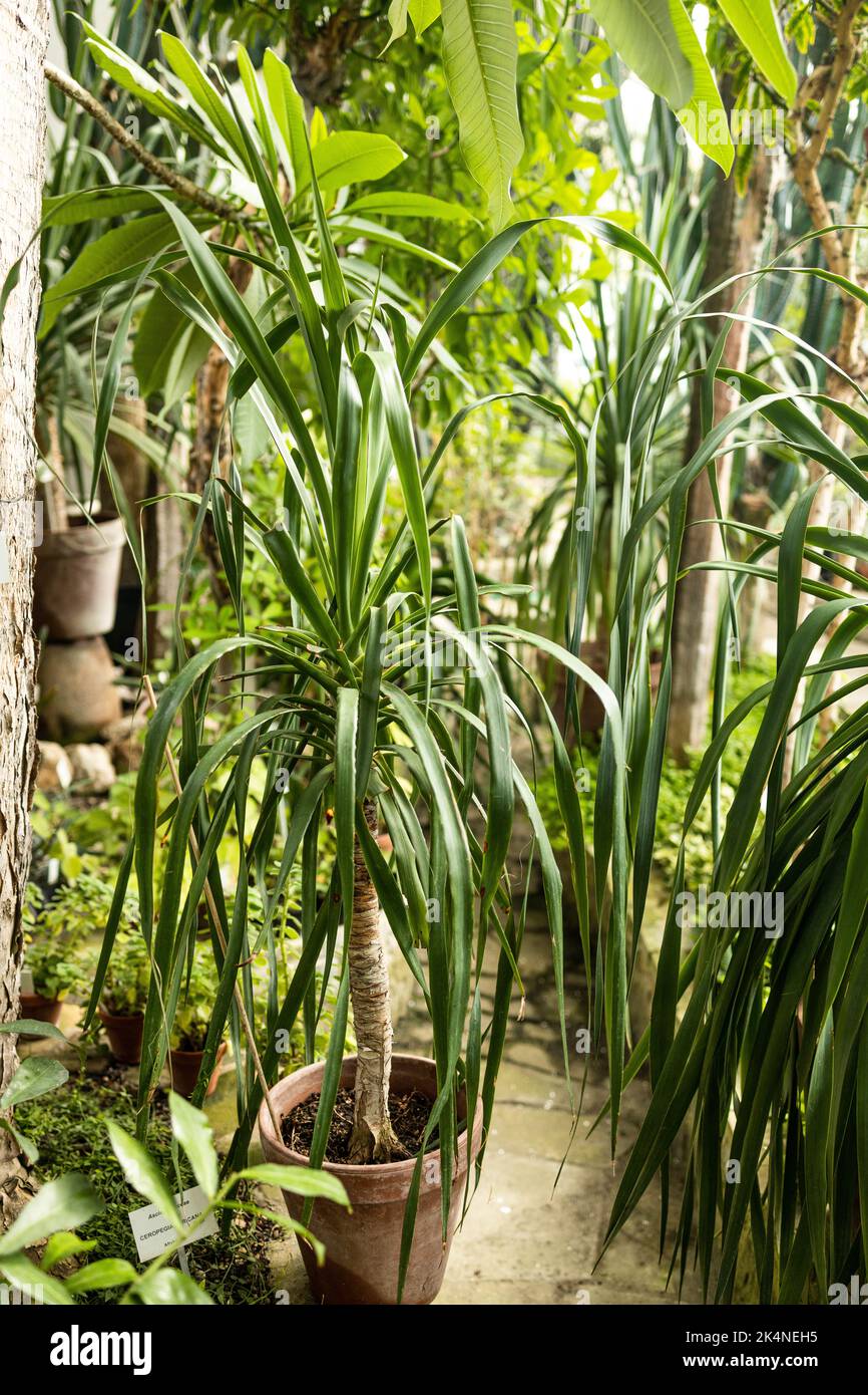 Alberi tropicali e piante nella serra botanica. Giardino delle palme in serra Foto Stock