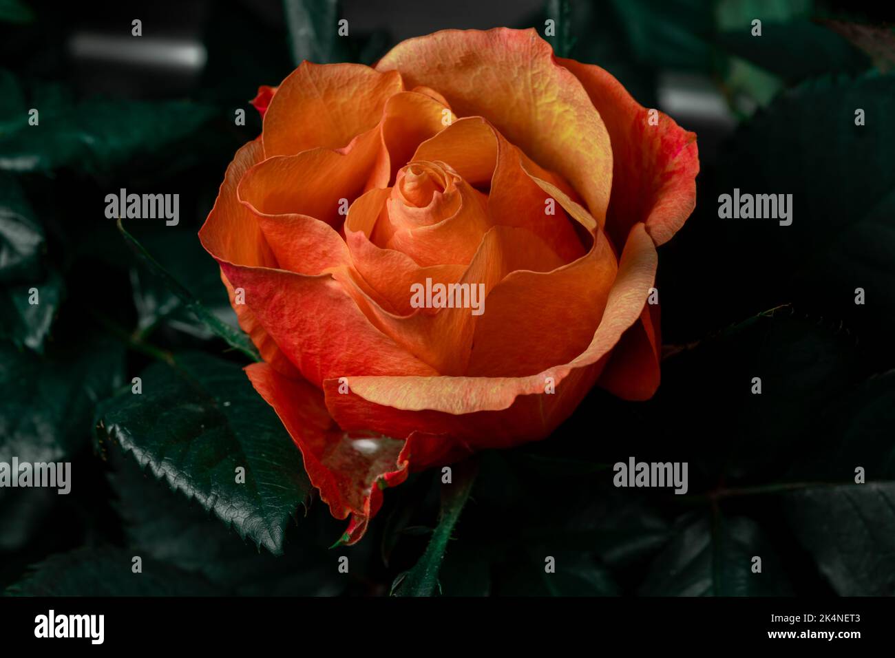 Un primo piano di una rosa Louis de Funes arancione con sfondo sfocato scuro Foto Stock