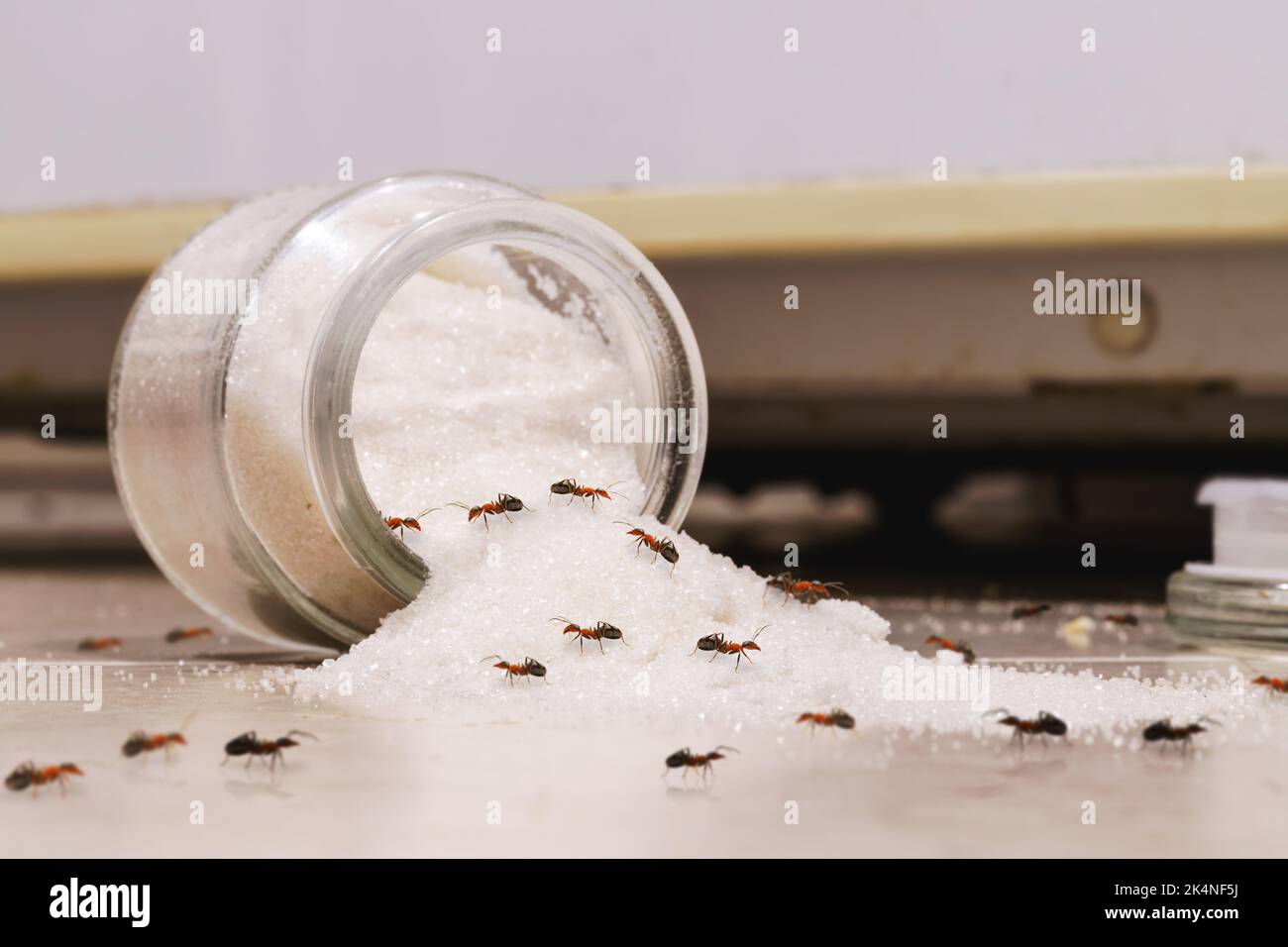 barattolo di zucchero che giace sul pavimento della cucina, con le formiche rosse di caramelle che strisciare attraverso il pavimento, i problemi di peste all'interno Foto Stock