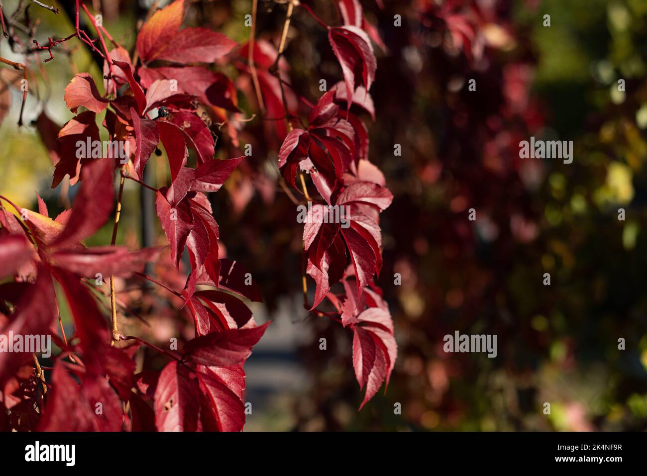 Sfondo naturale da foglie rosse di uva selvatica, spazio negativo per il testo, sfondo naturale. Foto Stock