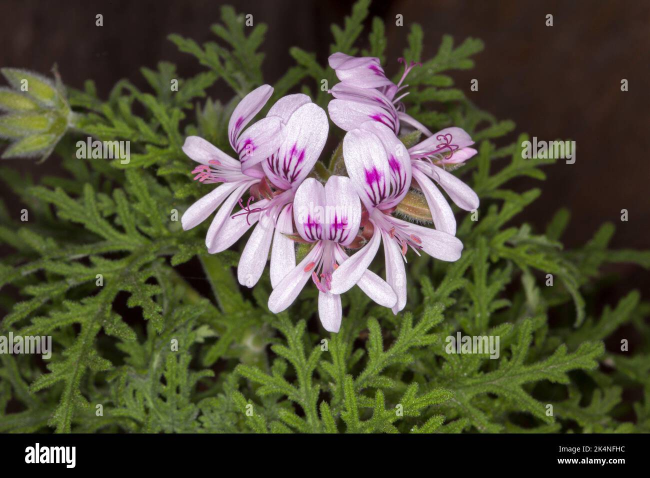 Geranio profumato, Pelargonio, con fiori rosa pallido e fogliame profumato verde Foto Stock