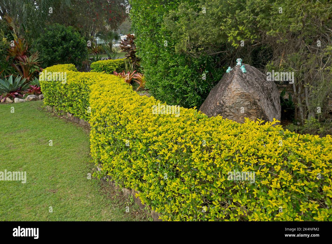 Lunga siepe da giardino ricurva creata con arbusto sempreverde Duranta recenera 'Sheena's Gold', una pianta velenosa, in Australia Foto Stock