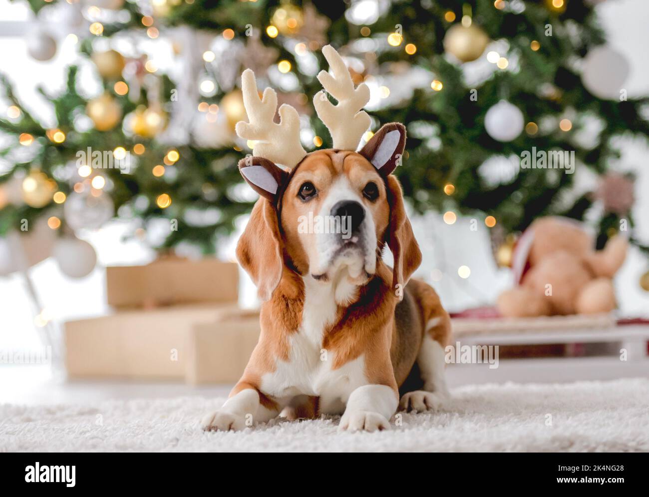 Beagle cane nel periodo di Natale Foto Stock