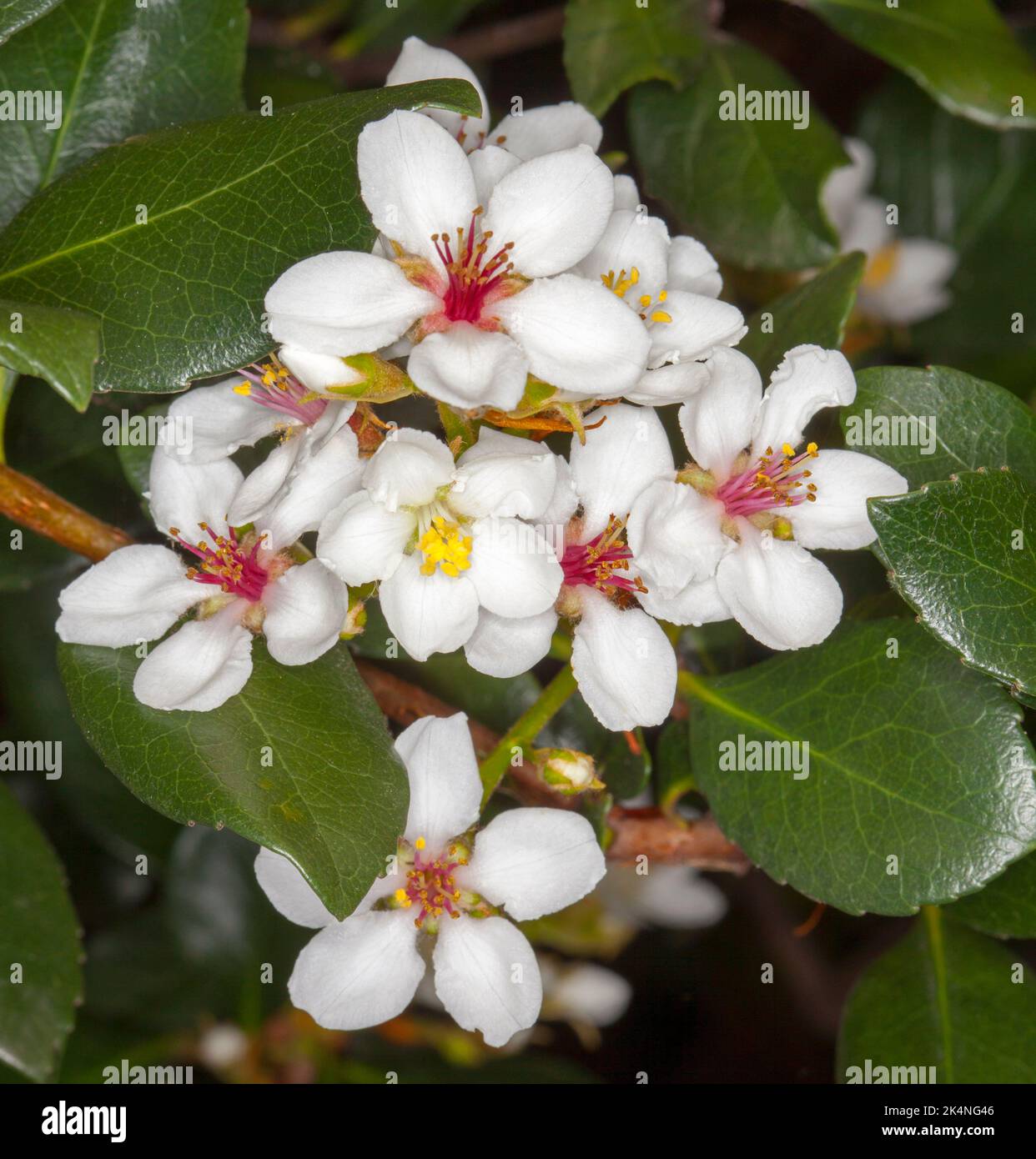 Grappolo di fiori profumati bianchi di Rhaphiolepsis indica, biancospino indiano, un arbusto sempreverde, contro le foglie verdi lucide, in Australia Foto Stock