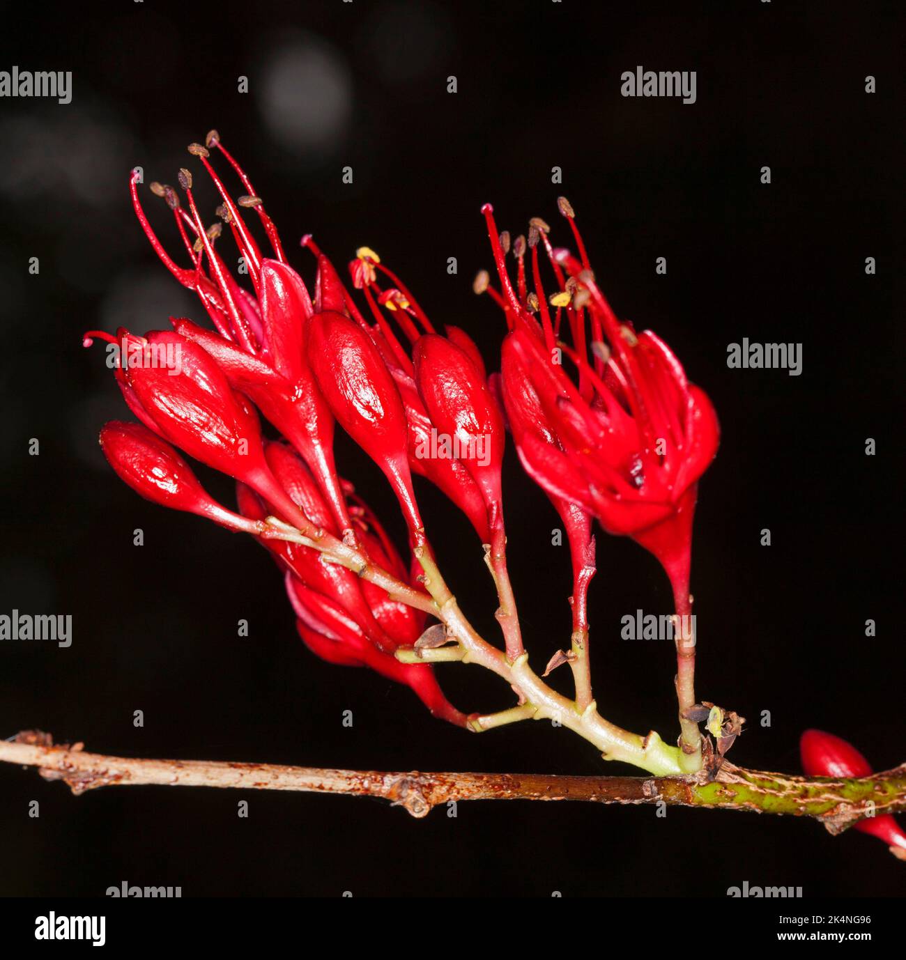 Cluster di fiori rossi vividi di Schotia brachypetala, Drunken Parrot Tree / pianto Boer Bean, albero africano che cresce in Australia Foto Stock
