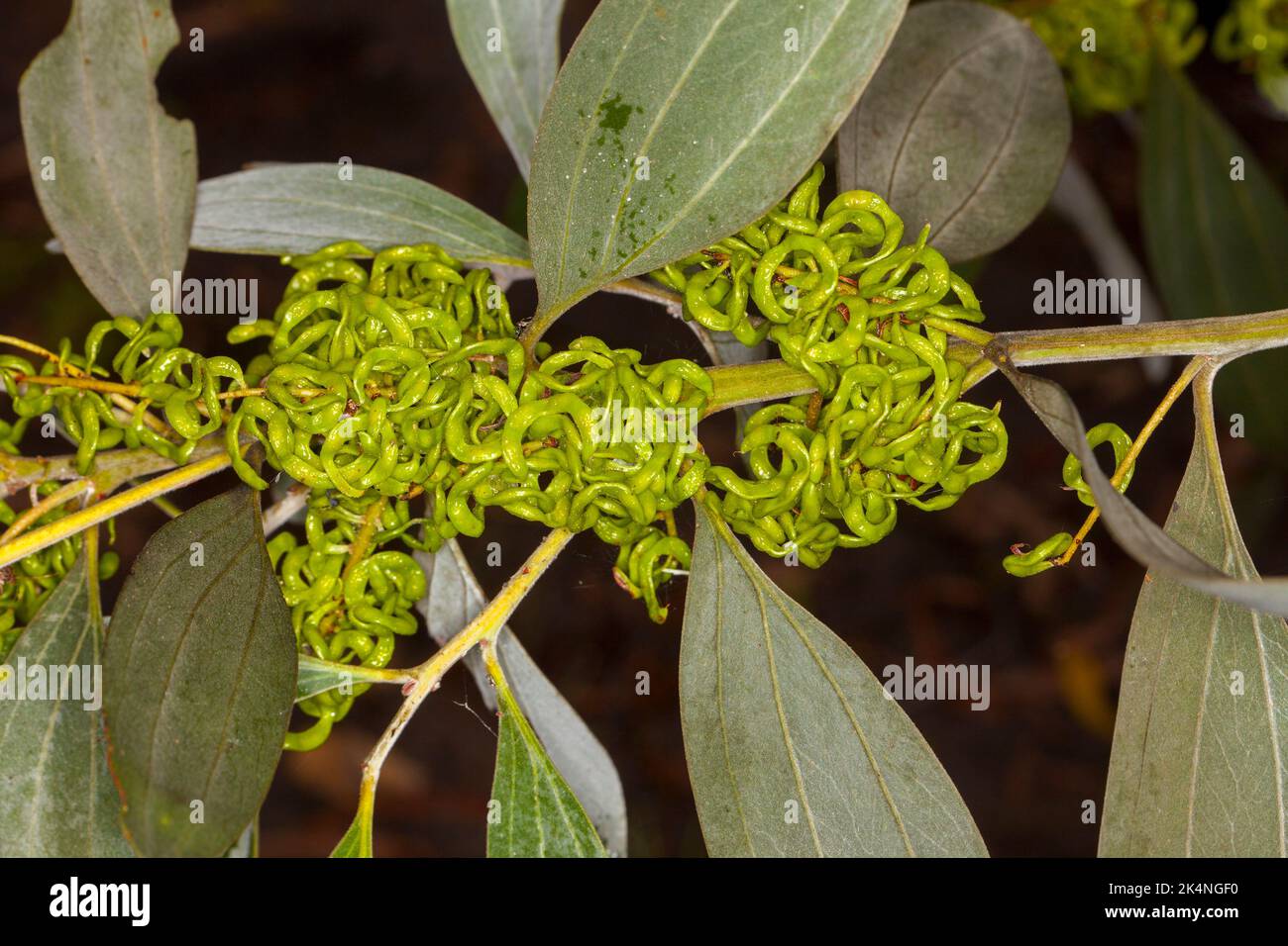 Gruppo di cialde di semi verdi aggrovigliate di Velvet Wattle, Acacia holosericea, albero nativo australiano Foto Stock