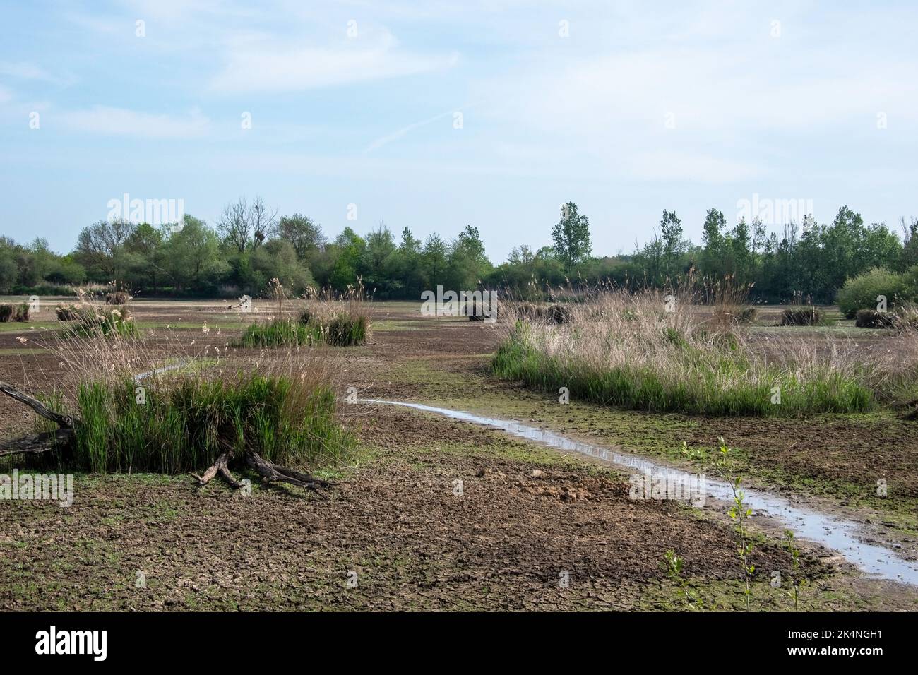 Stagno di Parc Régional de la Brenne en France. Questo stagno è uno degli altri 3000 stagni di questo Parc Régional. A volte alcuni stagni sono svuotati. Foto Stock