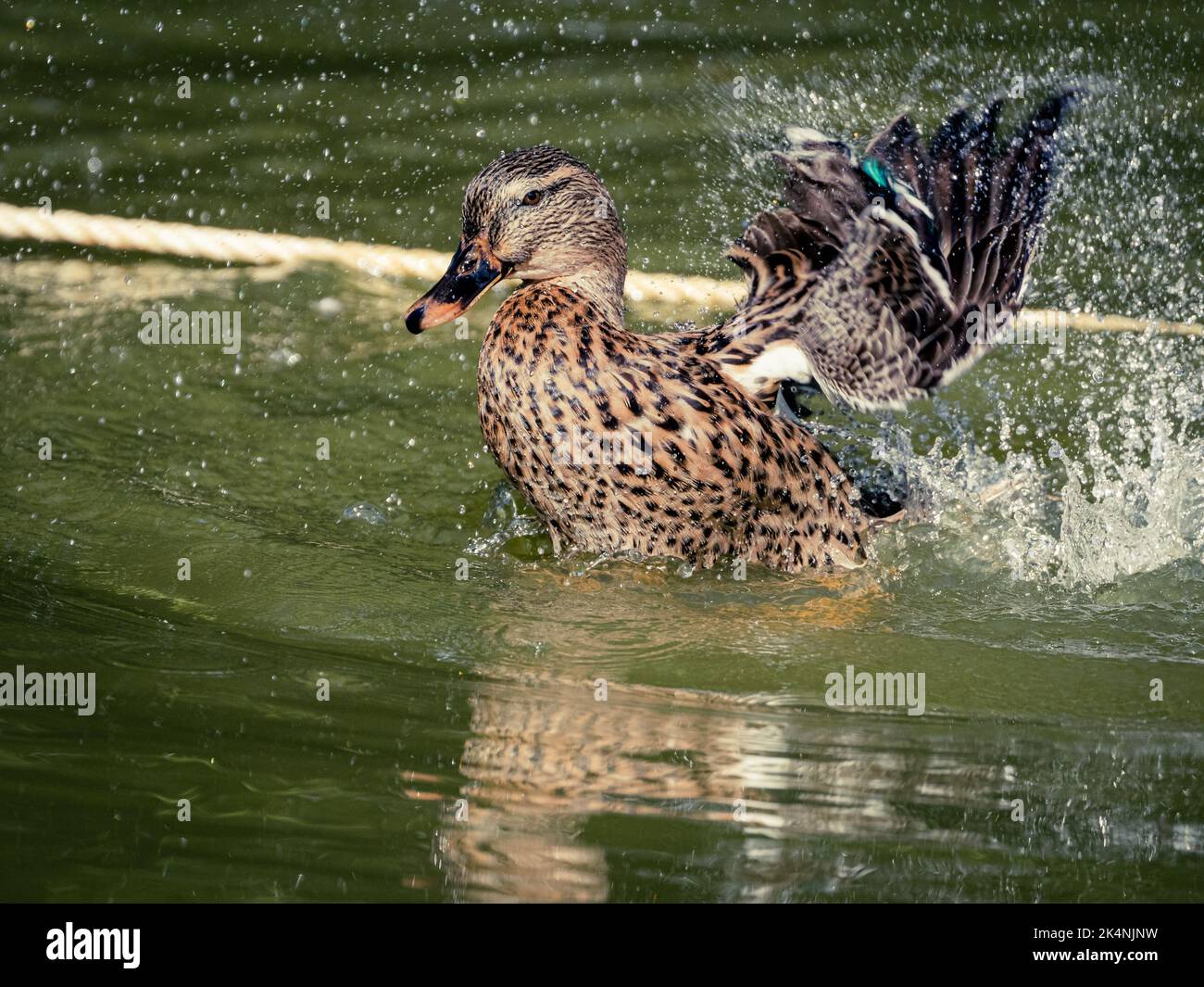 Mallard Duck che si scheggia e scheggia Foto Stock