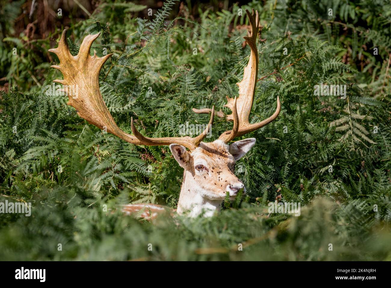 Un primo piano della testa e Antlers di un cervo dalla coda rossa Foto Stock