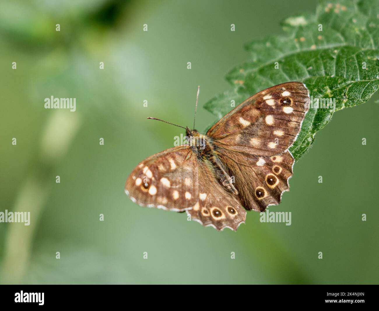 Farfalla di legno macchiata su un nettle pungente Foto Stock