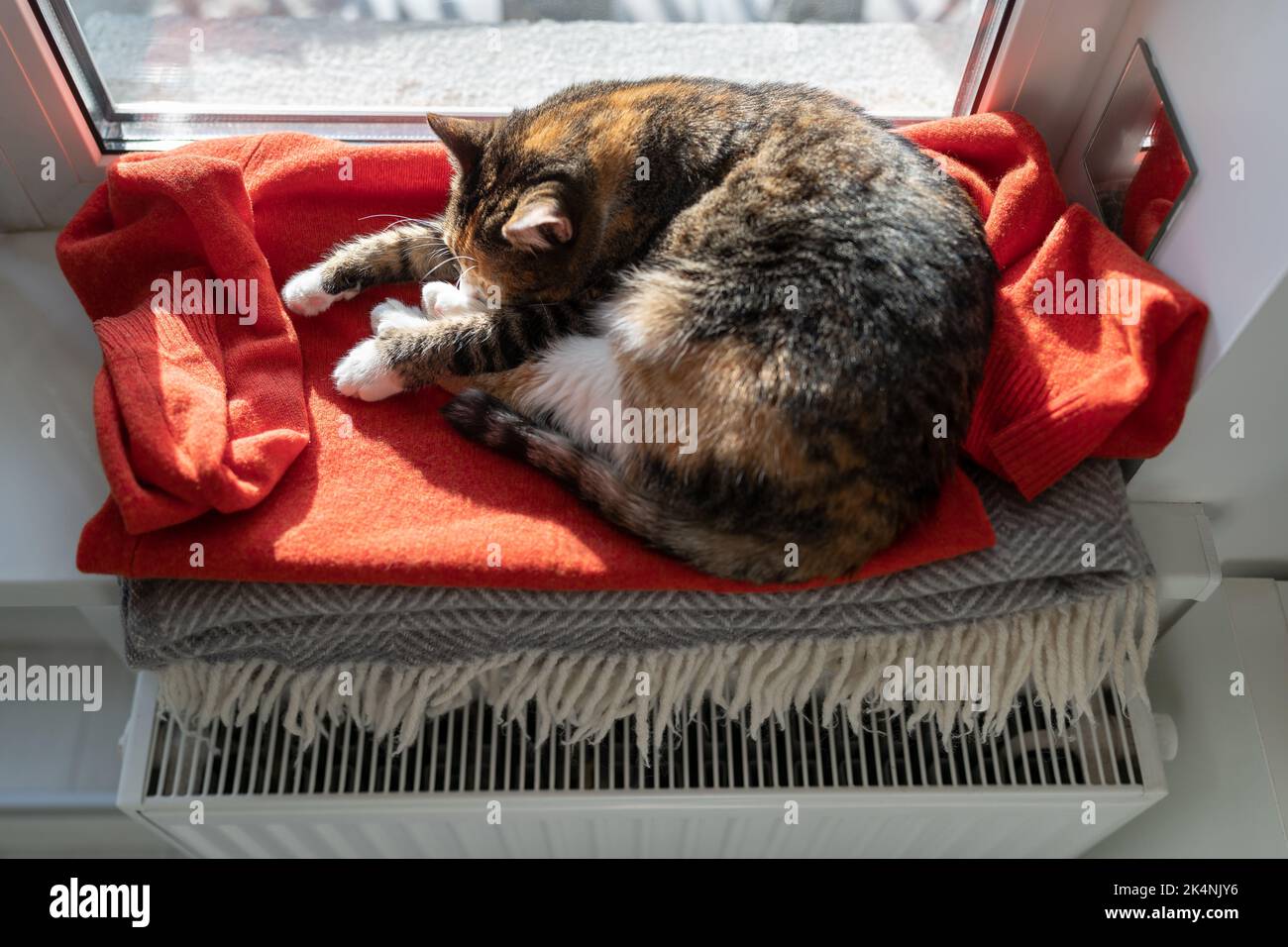Gatto che riposa vicino alla batteria del locale o al riscaldatore durante l'inverno. Gli animali domestici dormono sul maglione rosso sdraiato sul davanzale Foto Stock