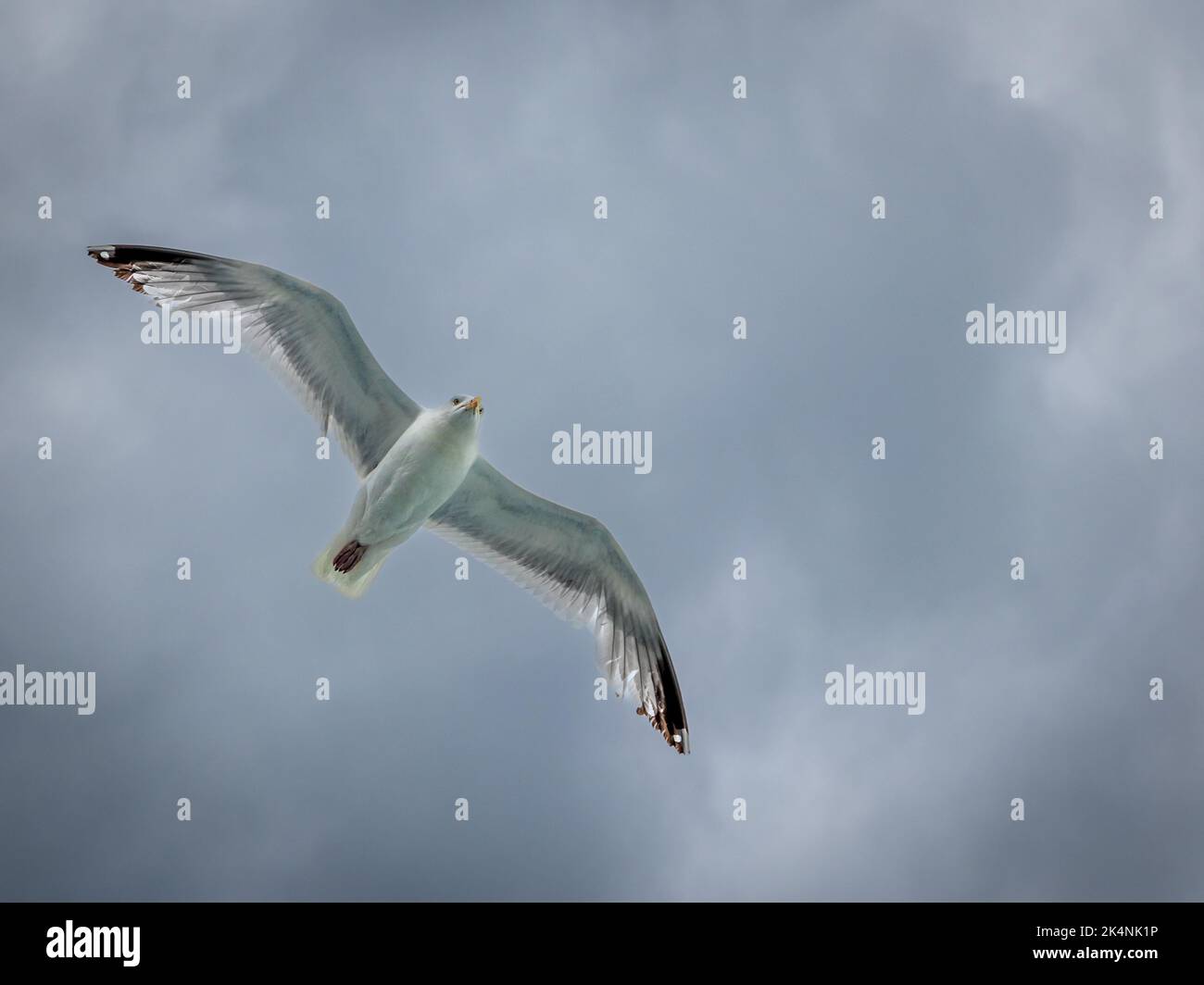 Un gabbiano spettrale Glide senza sforzo dietro la barca Foto Stock
