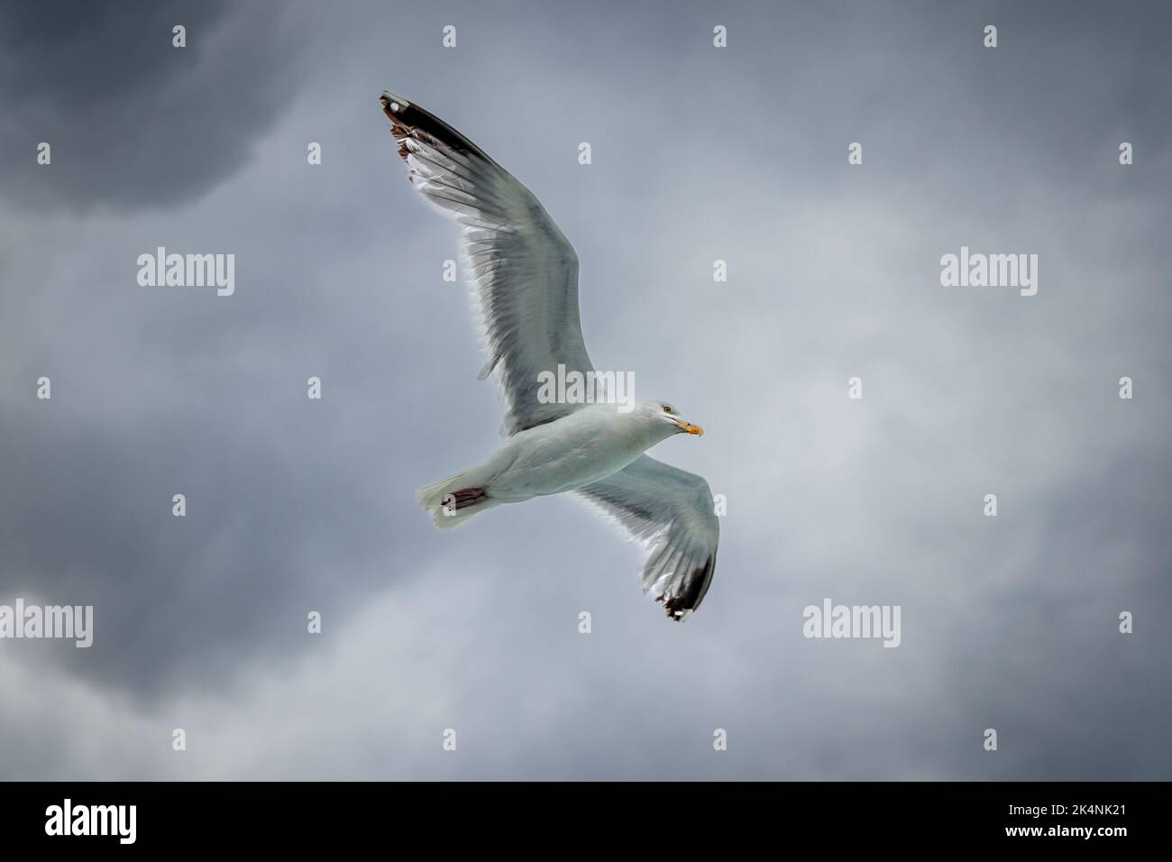 Un gabbiano spettrale Glide senza sforzo Foto Stock