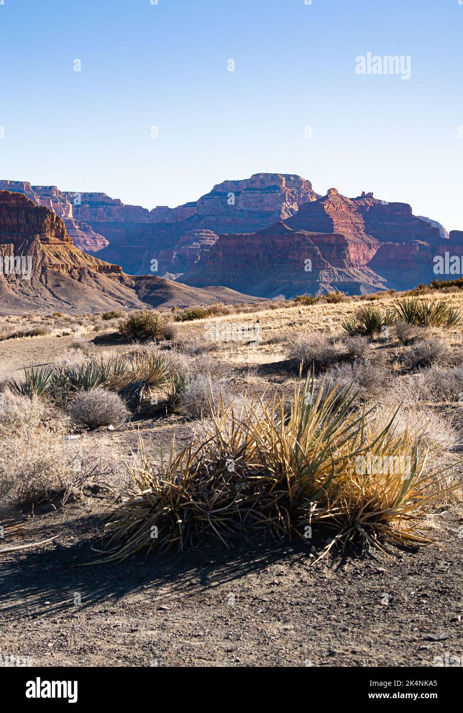 Vista del Grand Canyon dal South Kaibab Trail con pennello in primo piano e cielo limpido Foto Stock