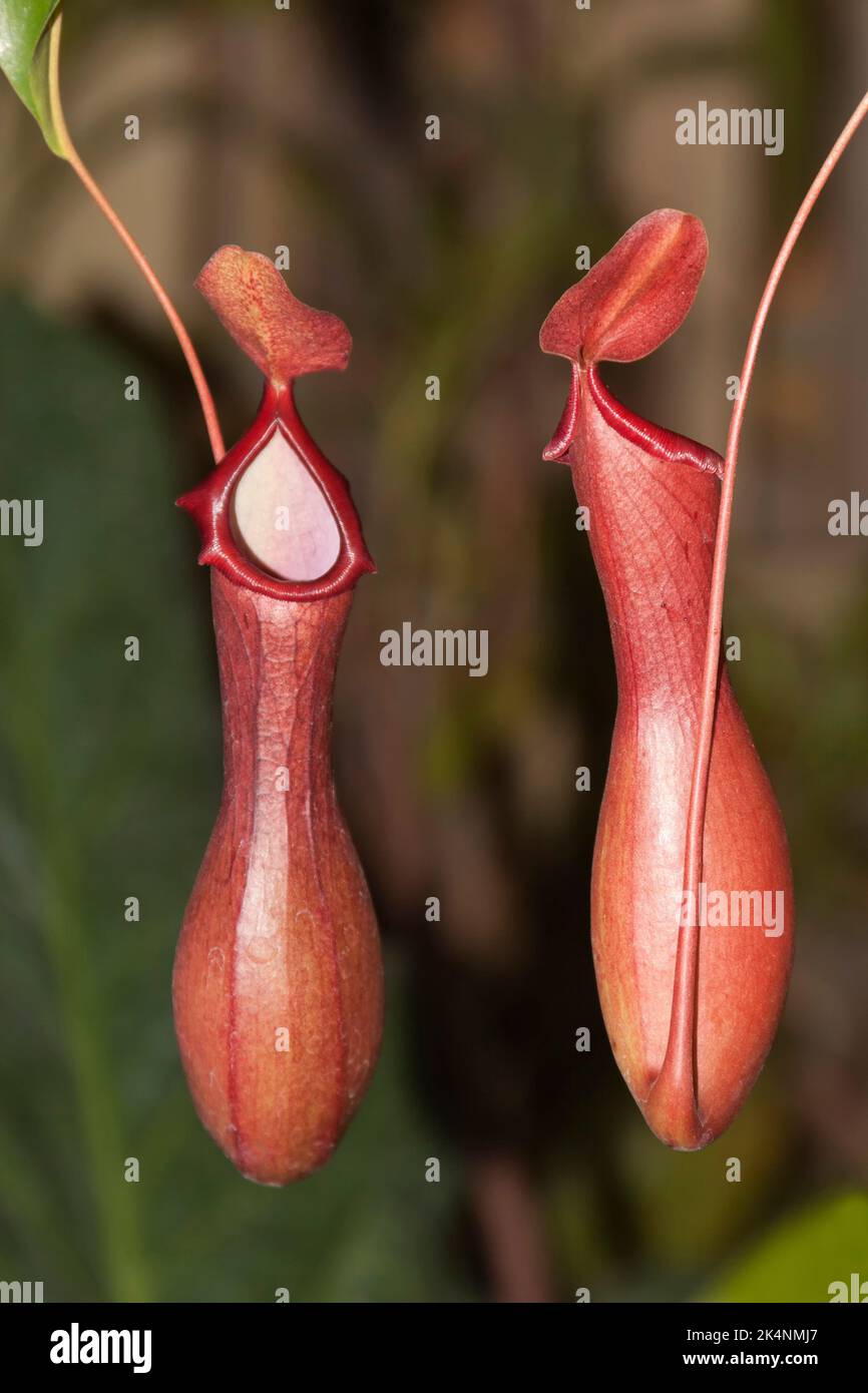 Nepenthes, Chiang mai, Thailandia Foto Stock
