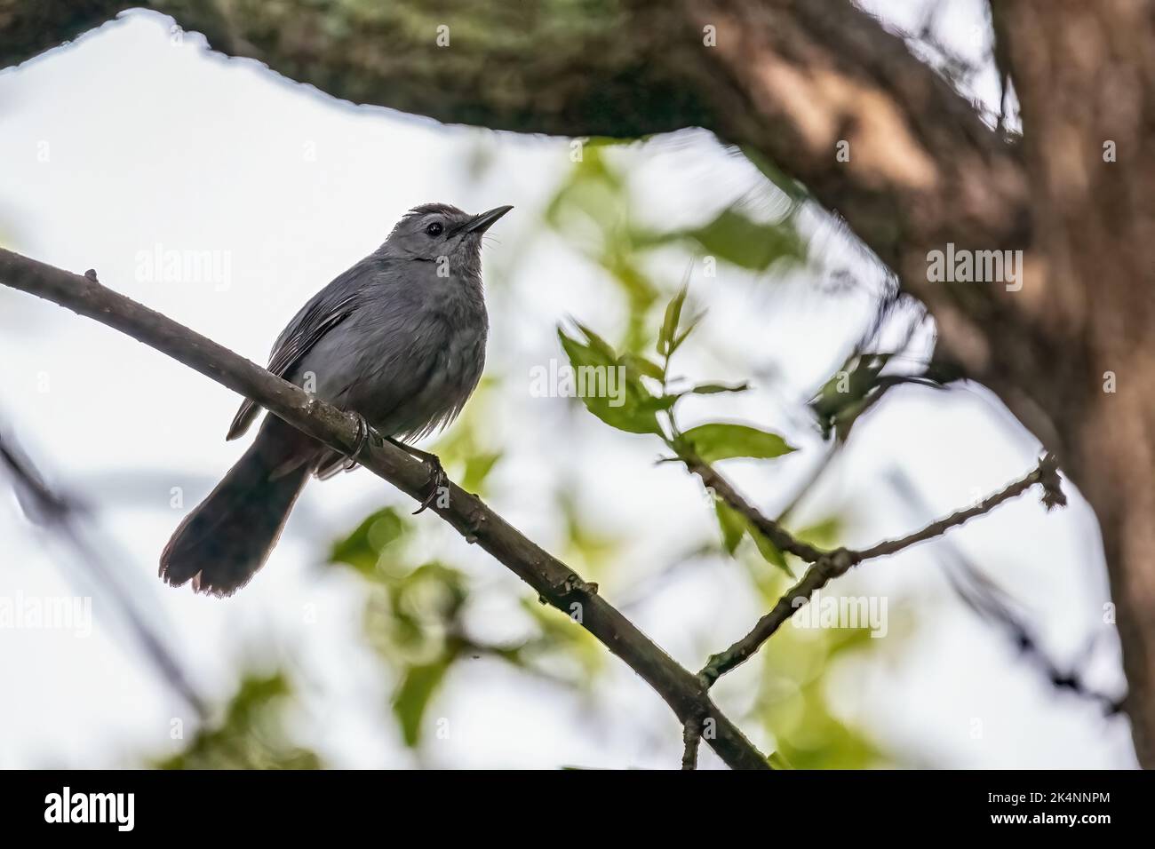 Gray catbird, conosciuto anche come un mockingbird ardesia, arroccato su un ramo dell'albero in un giorno di primavera a Taylors Falls, Minnesota USA. Foto Stock