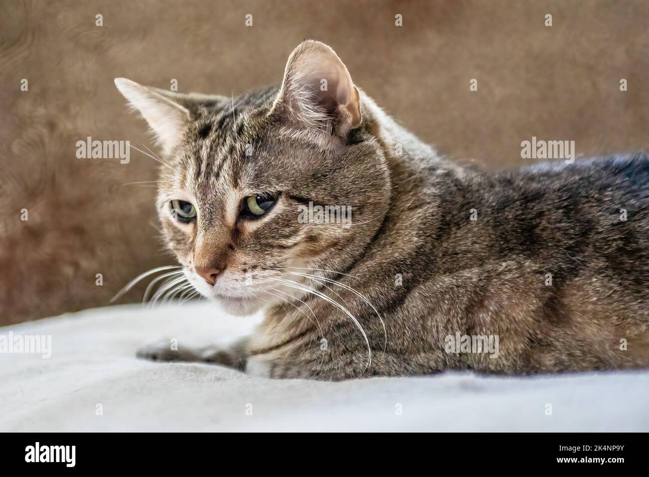 Bel gatto Tabby femminile a pelo corto con strisce marroni poggiate su un cuscino bianco. Foto Stock