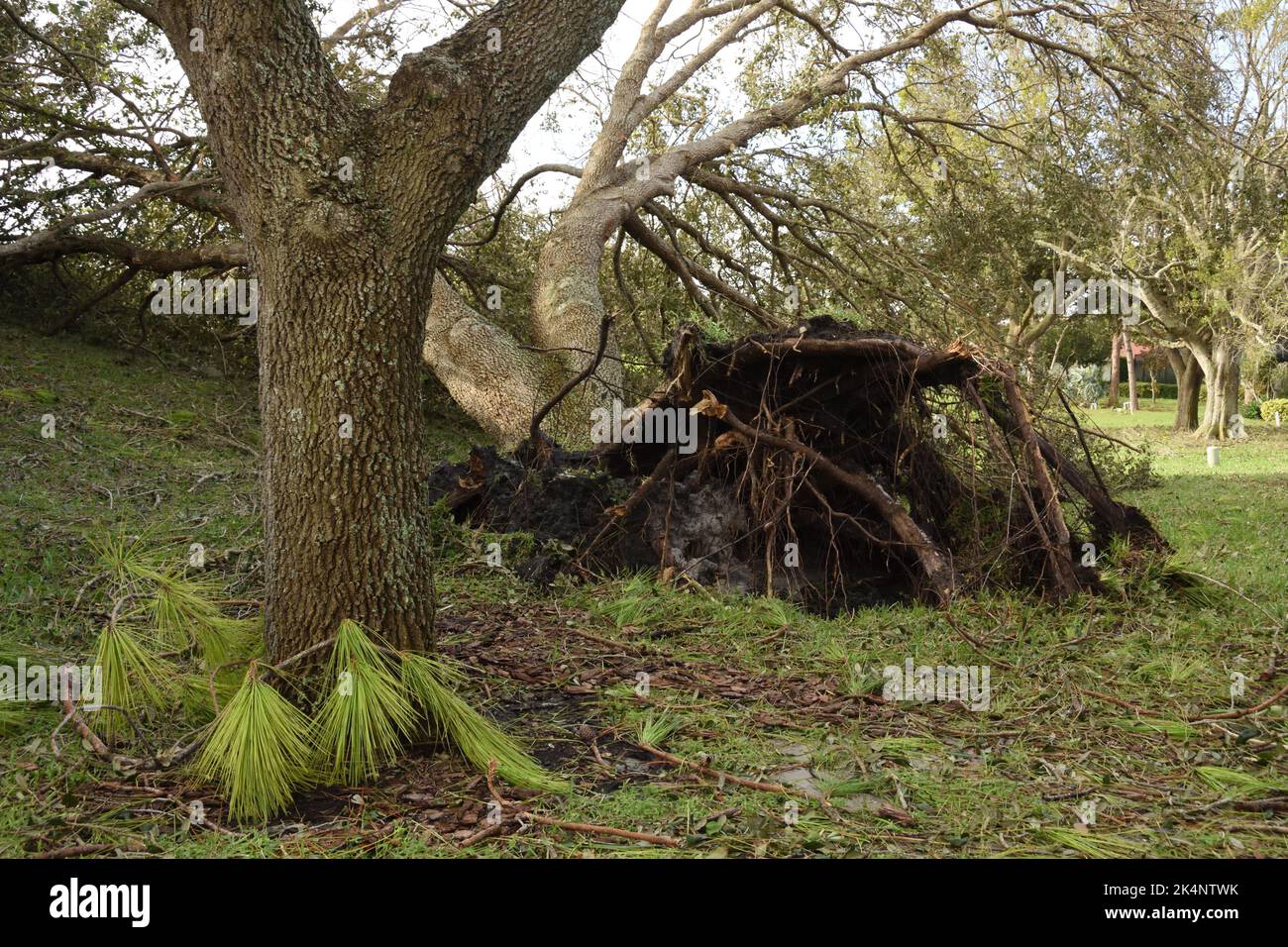 Le conseguenze dell'uragano Ian, categoria 4, che ha colpito la Florida sud-occidentale il 28 settembre 2022. Il grande albero di quercia fu sradicato dalla tempesta di vento. Foto Stock
