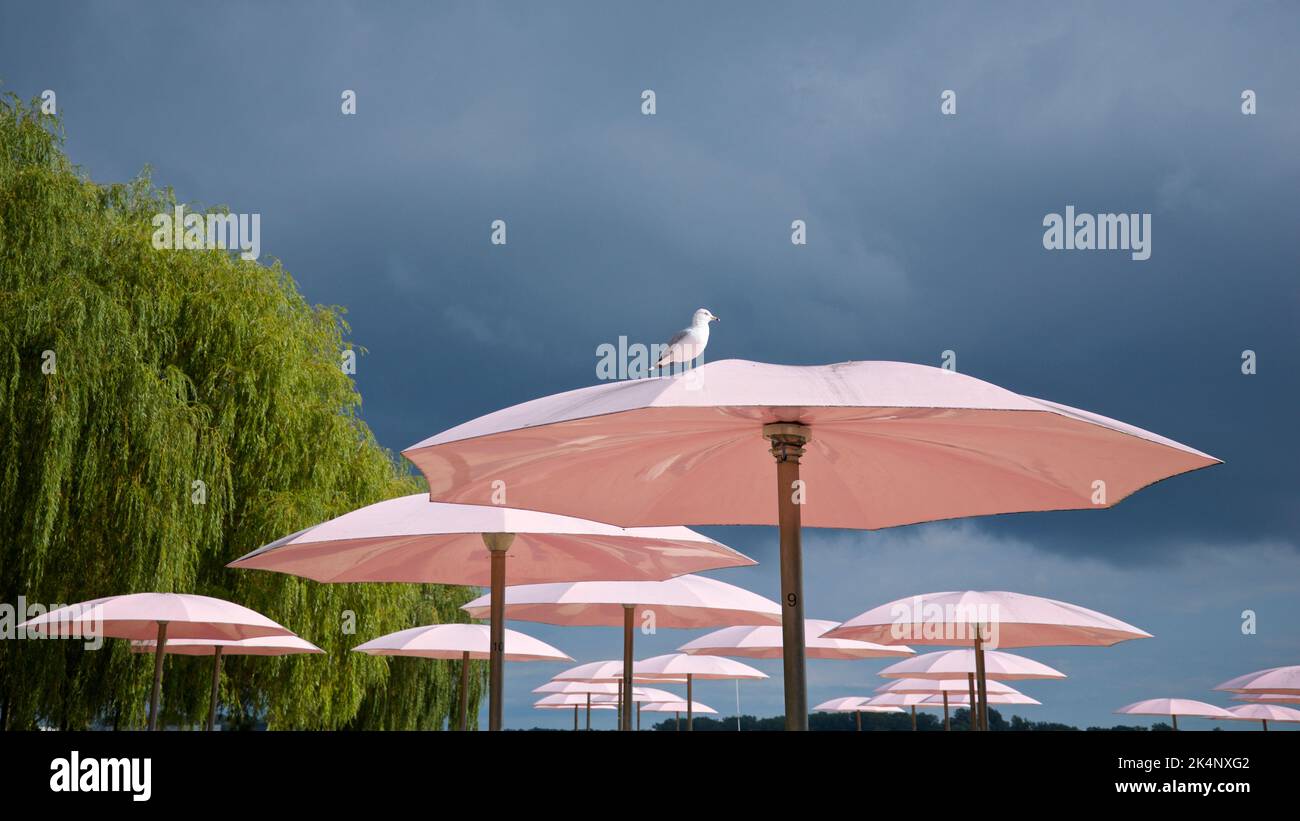 Un gabbiano riposato su un ombrellone rosa con fondo nuvoloso scuro Foto Stock