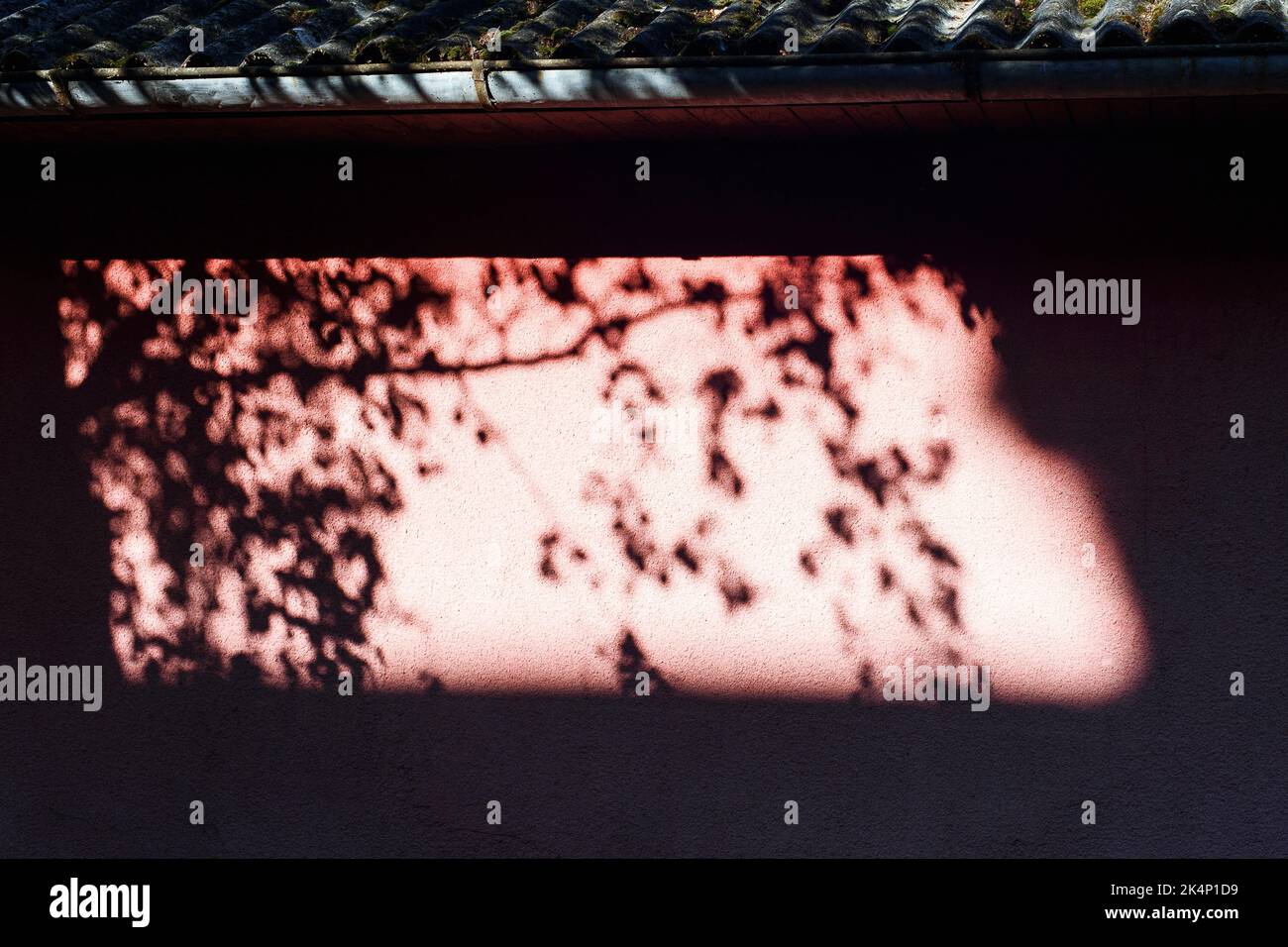 Luce del sole ombra di foglie di albero su muro rosso scuro di vecchio sfondo casa. Foto Stock
