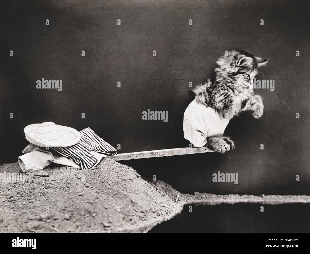 Un gattino che indossa un costume da bagno in piedi su una tavola da immersione, in una fotografia chiamata "Pronto per un'immersione" di Harry Whittier libera Foto Stock