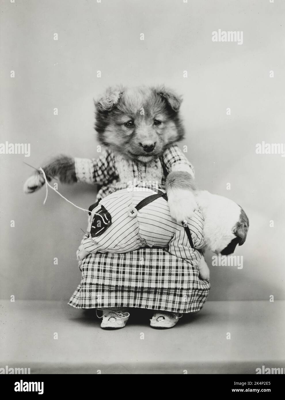 Un cucciolo vestito di vestiti cucisce un cerotto sull'abbigliamento, in una fotografia chiamata, 'Patch-work' da Harry Whittier libera Foto Stock