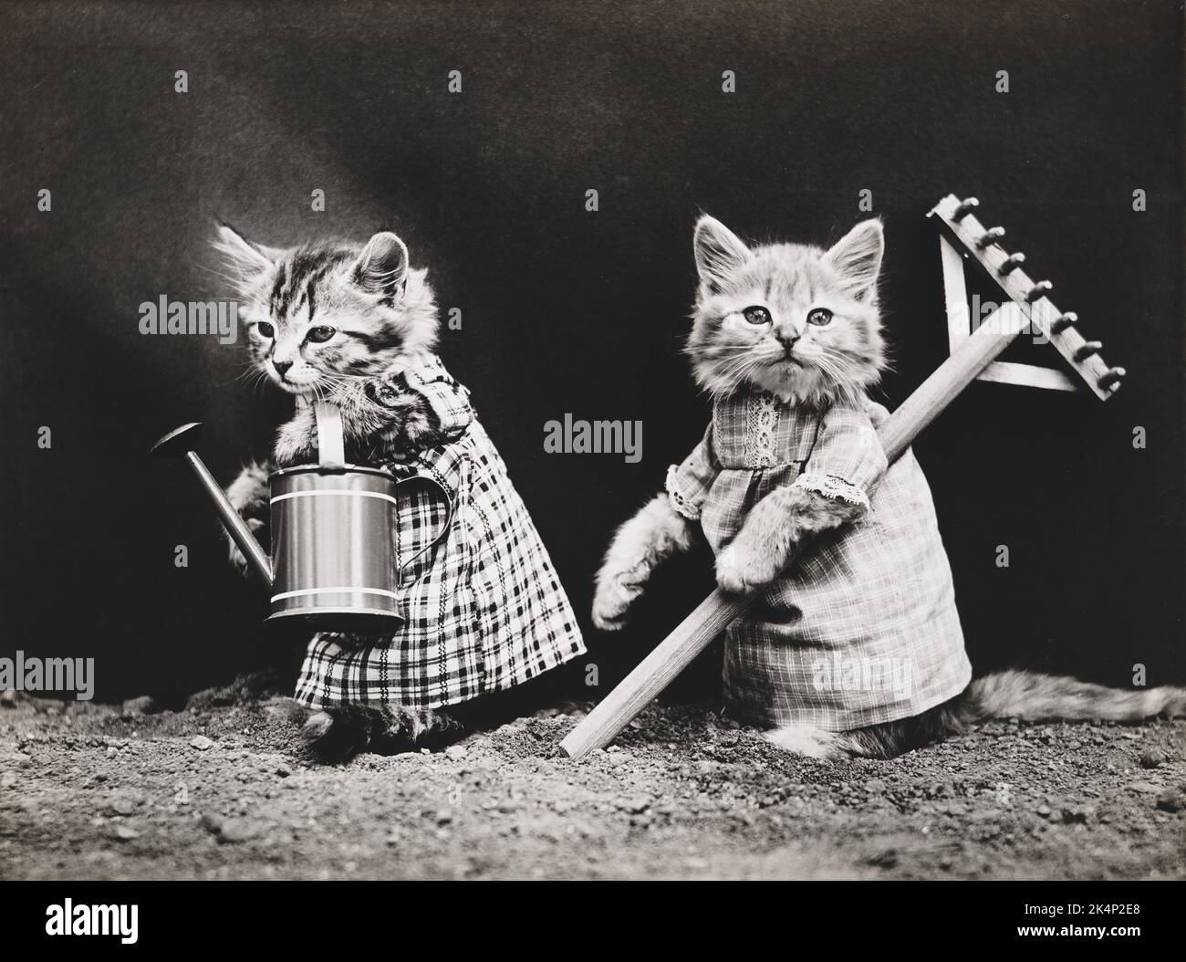 Due cuccioli che indossano abiti piantano in giardino, in una fotografia chiamata, 'piantando tempo' da Harry Whittier libera Foto Stock