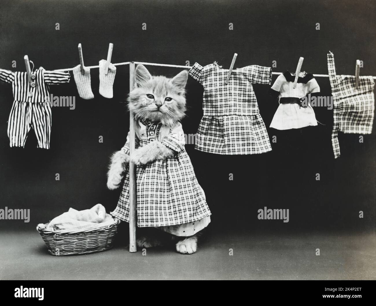 Un gattino che indossa abiti e abiti appesi su un vestito, in una fotografia chiamata, 'Hanging up the wash' da Harry Whittier libera Foto Stock