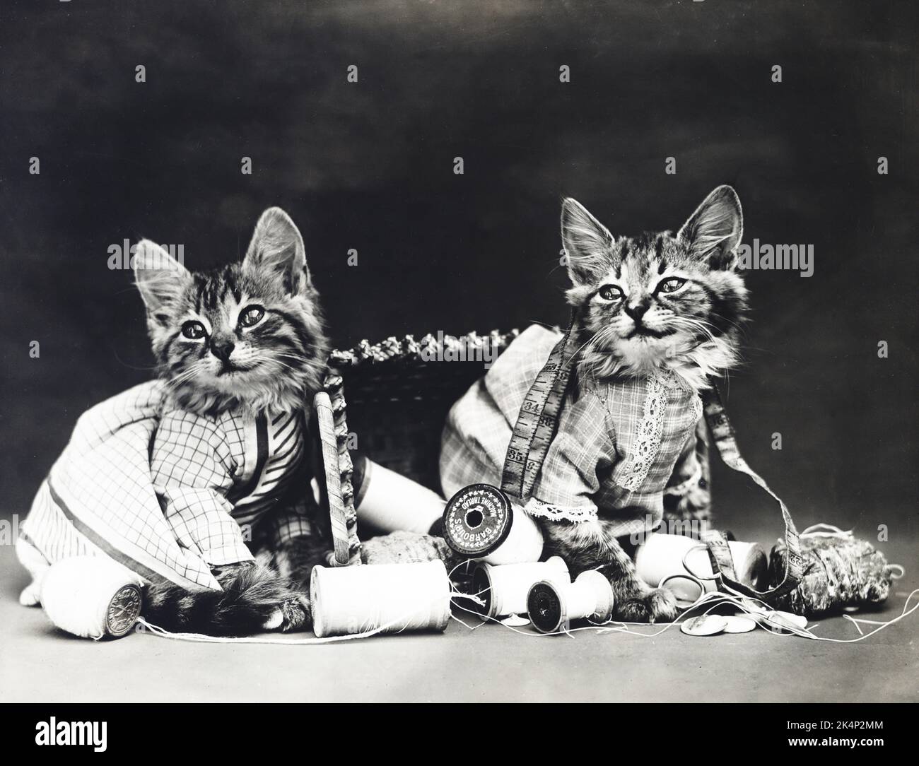 Due gattini giocano con bobine di cotone in una fotografia chiamata, 'mischief makers' da Harry Whittier libera Foto Stock