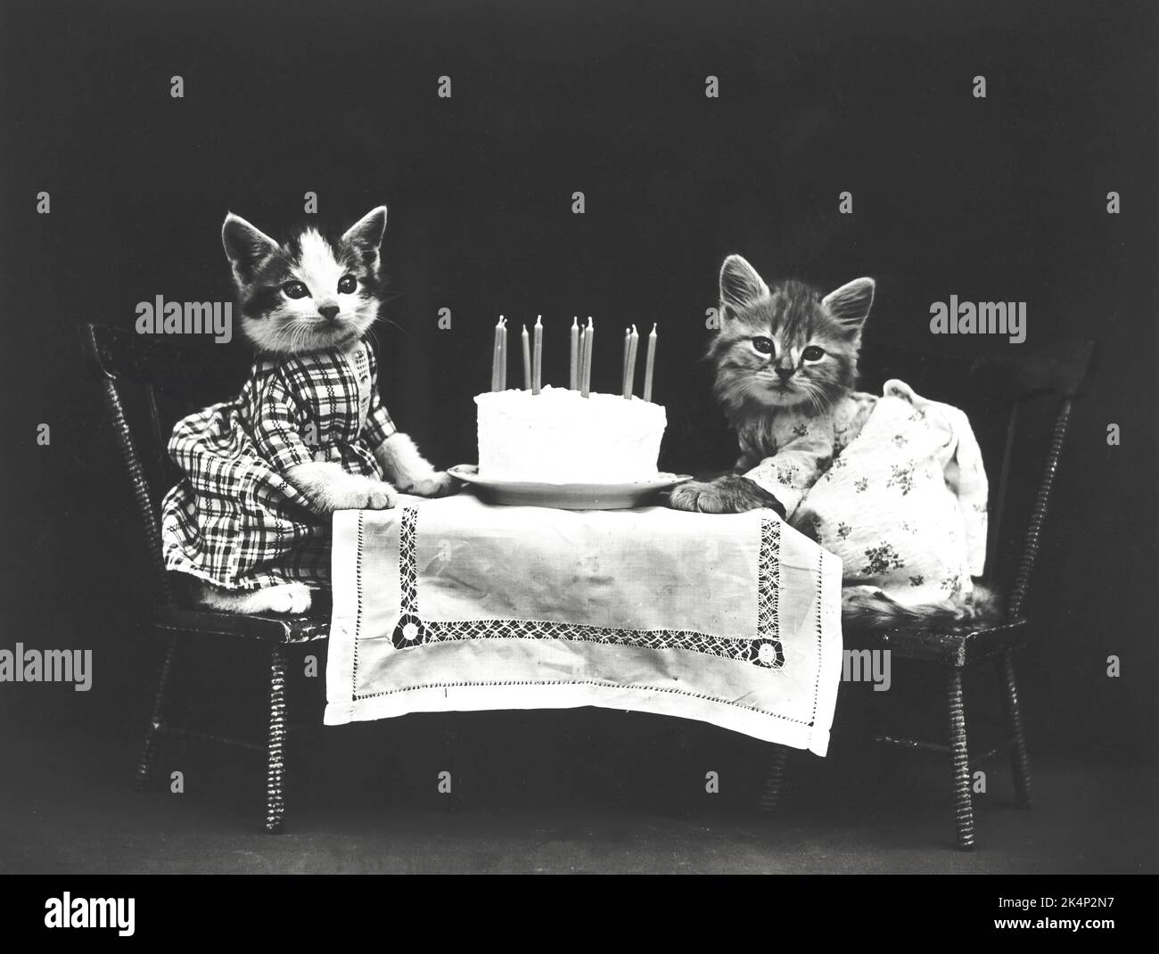 Due gattini che indossano abiti a un tavolo con una torta di compleanno. In una fotografia chiamata, 'The Birthday Cake' di Harry Whittier libera Foto Stock