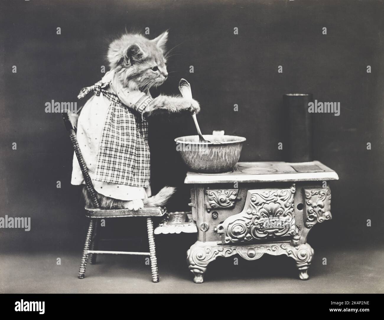 Un gattino che indossa abiti agita una ciotola di miscelazione. In una fotografia chiamata, 'il cuoco' da Harry Whittier libera Foto Stock