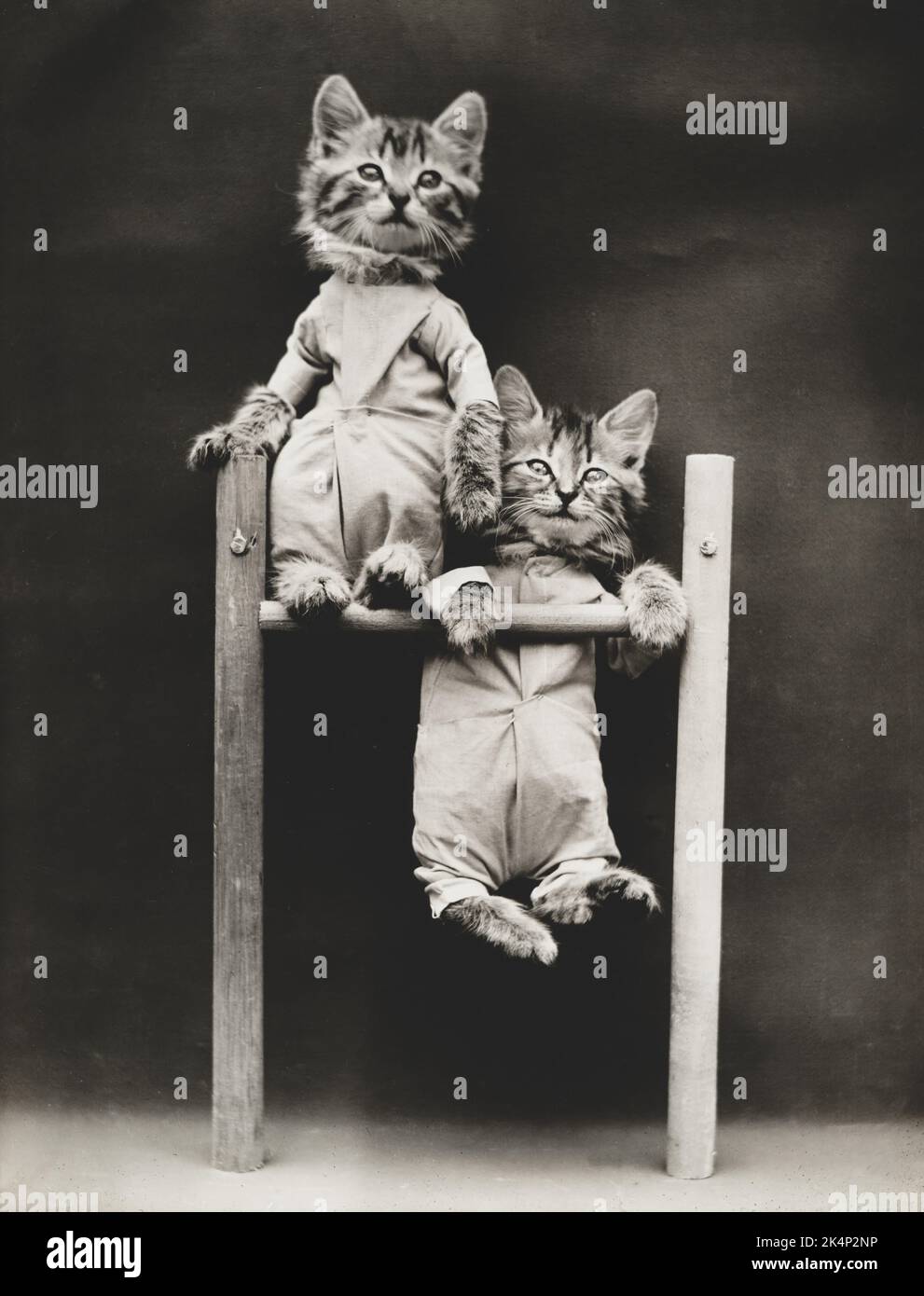 Due gattini che indossano abiti eseguono acrobazie, in una fotografia chiamata "gli acrobati" di Harry Whittier Frees Foto Stock