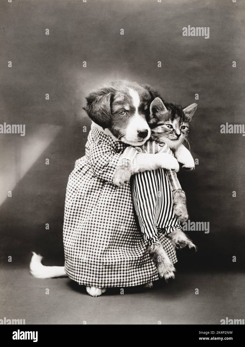 Un cucciolo vestito come infermiera tiene un gattino, in una fotografia chiamata, 'l'infermiera' da Harry Whittier libera Foto Stock