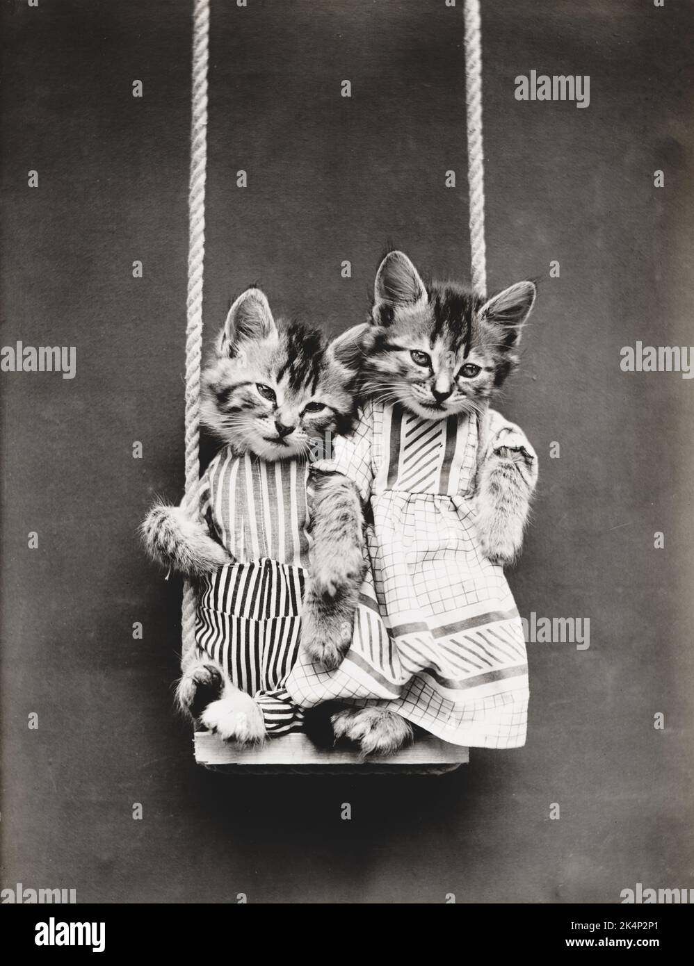 Due gattini vestiti di vestiti si siedono su un'oscillazione in una fotografia chiamata, 'swinging' da Harry Whittier libera Foto Stock
