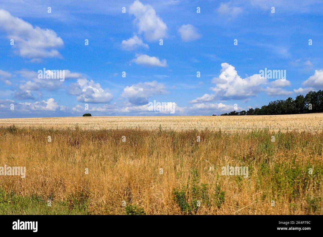 Sassonia, Germania: Paesaggio della campagna coltivata Foto Stock